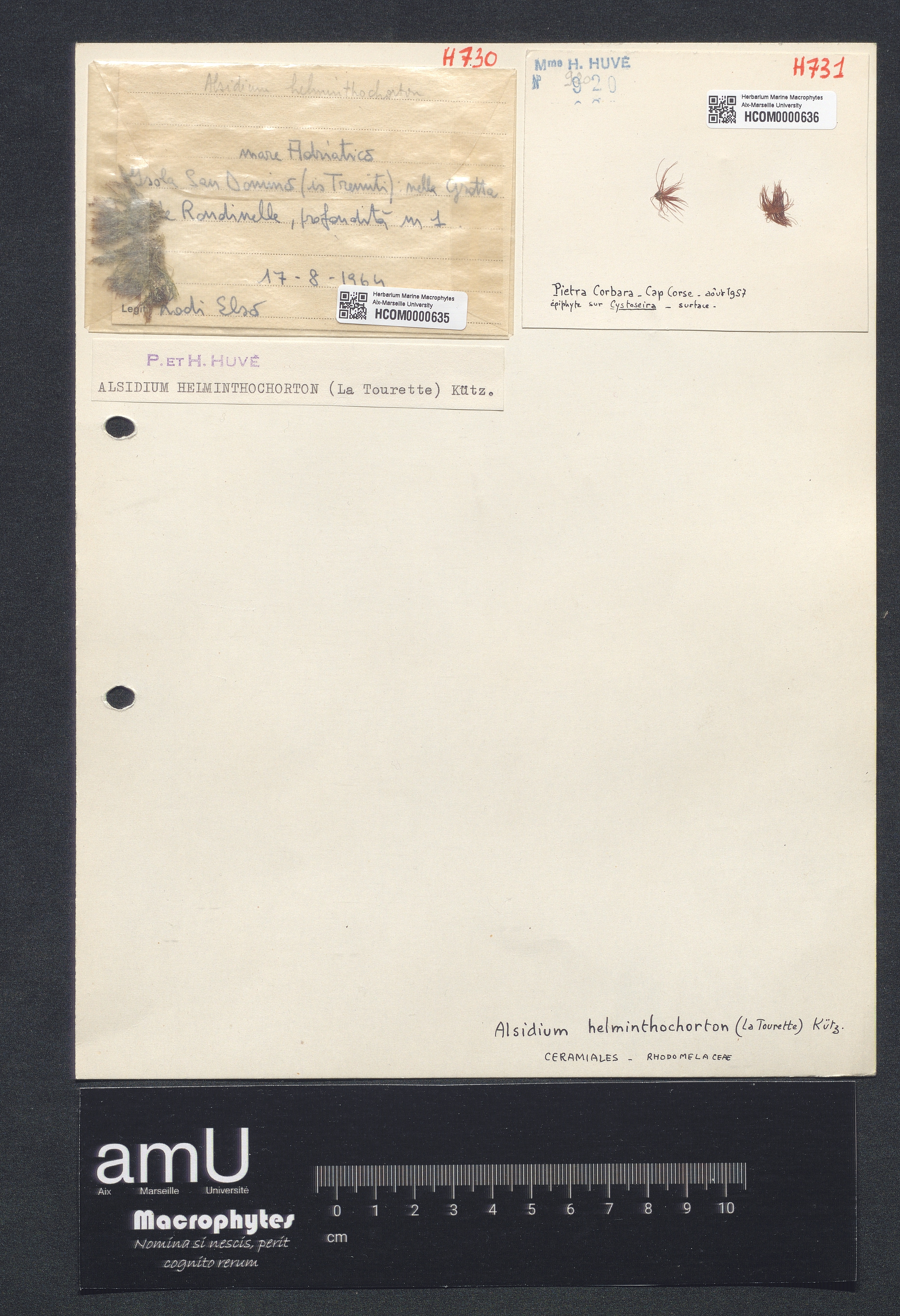 Alsidium helminthochorton specimen
