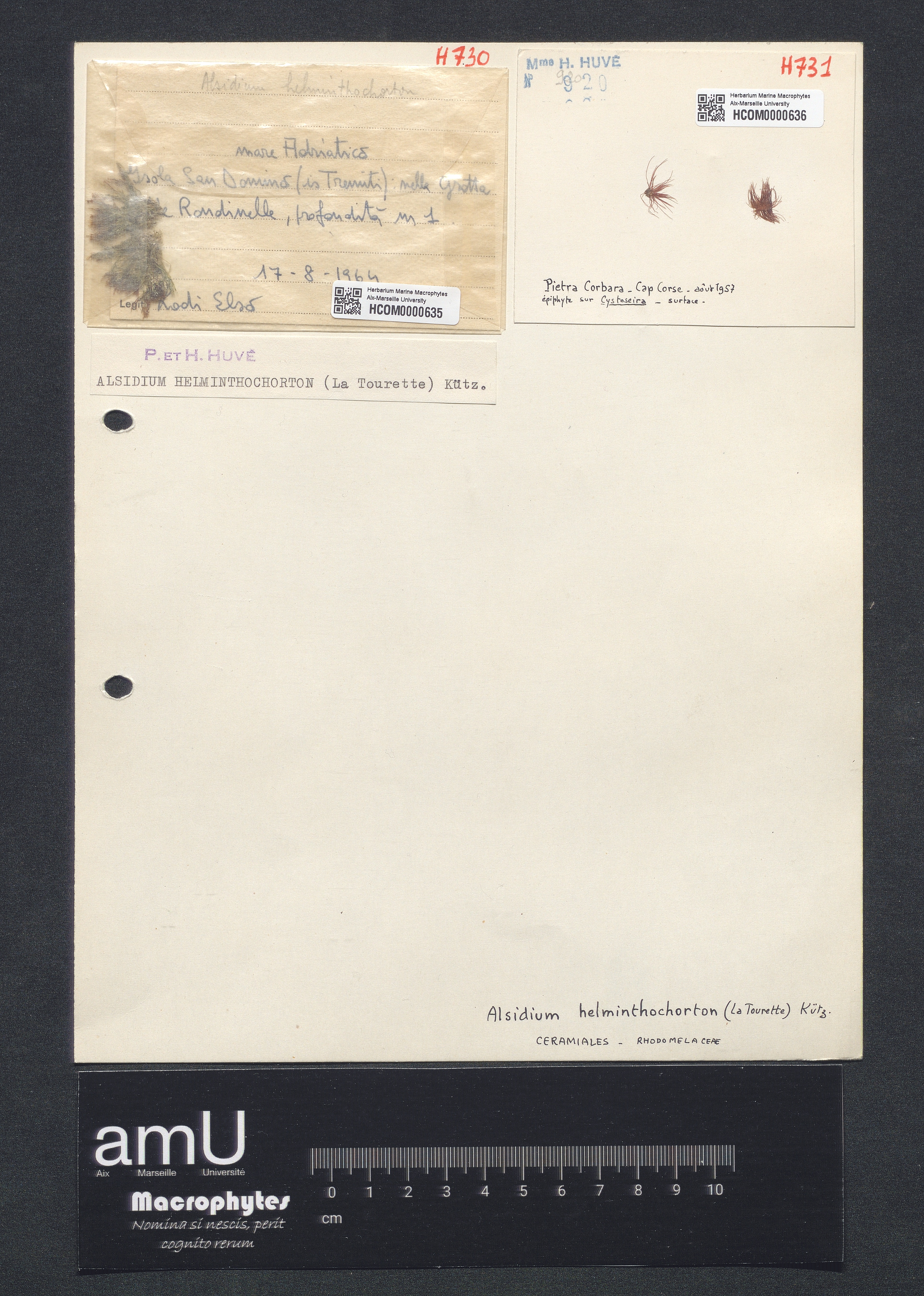Alsidium helminthochorton specimen
