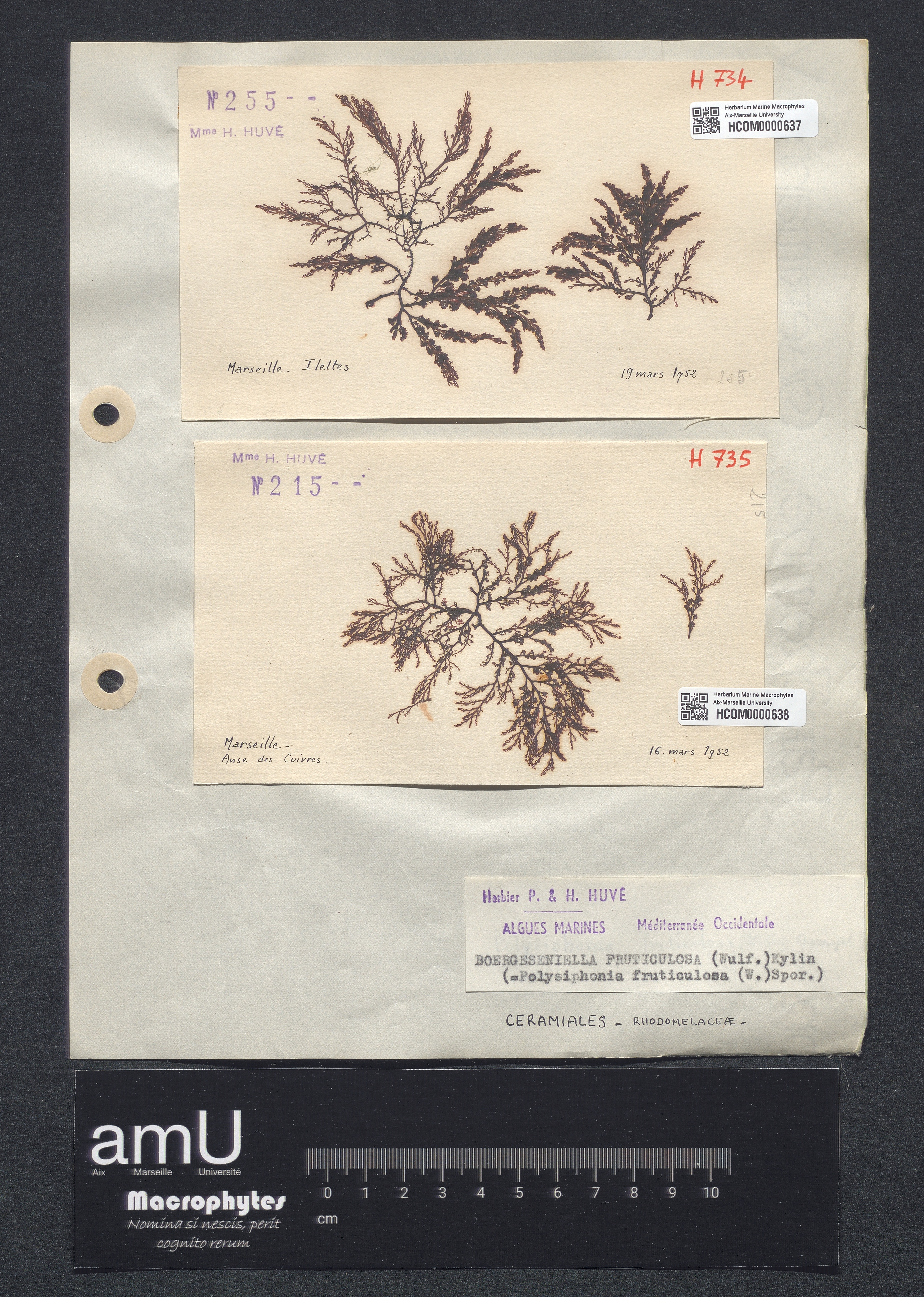 Polysiphonia fruticulosa specimen
