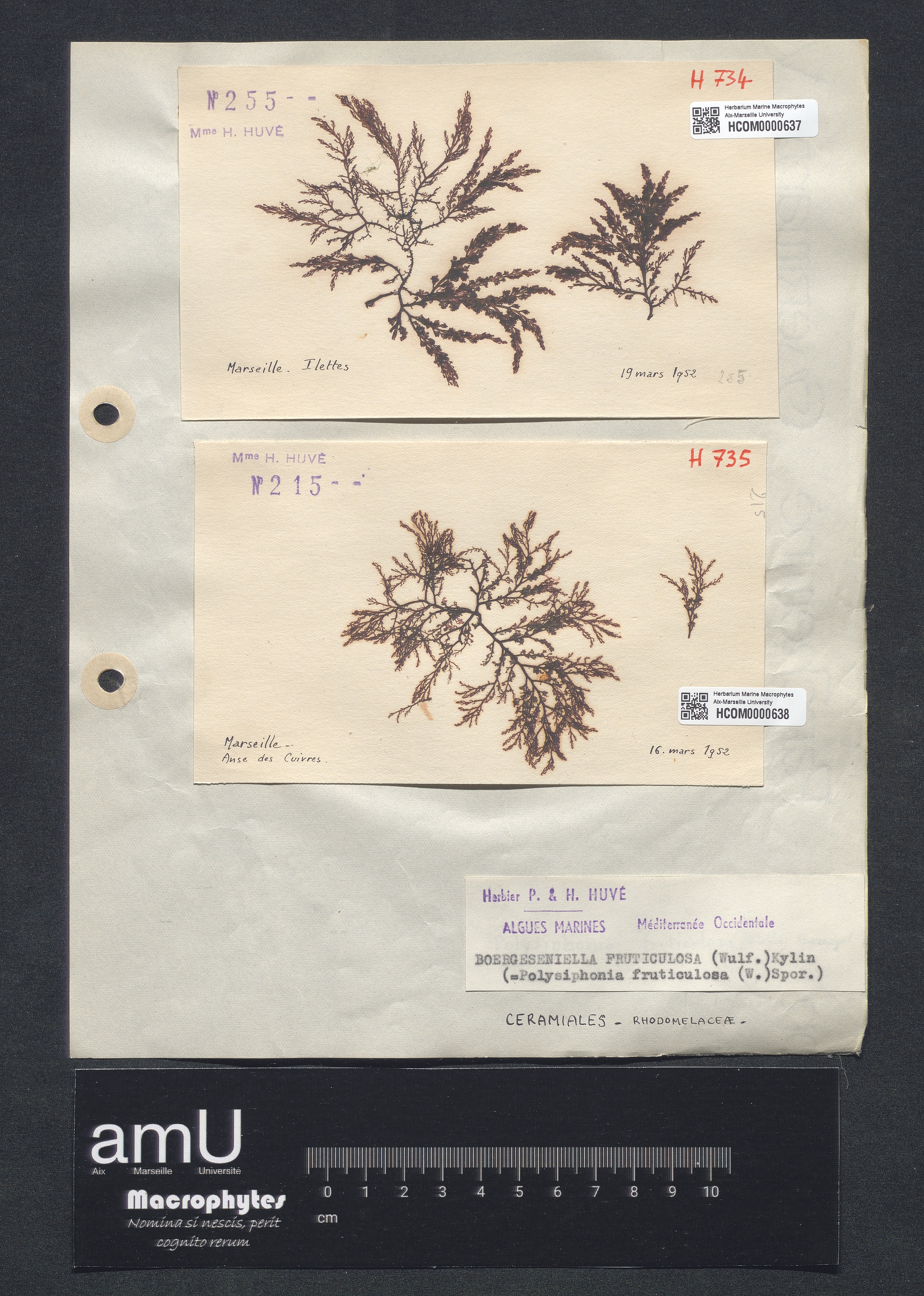 Polysiphonia fruticulosa specimen