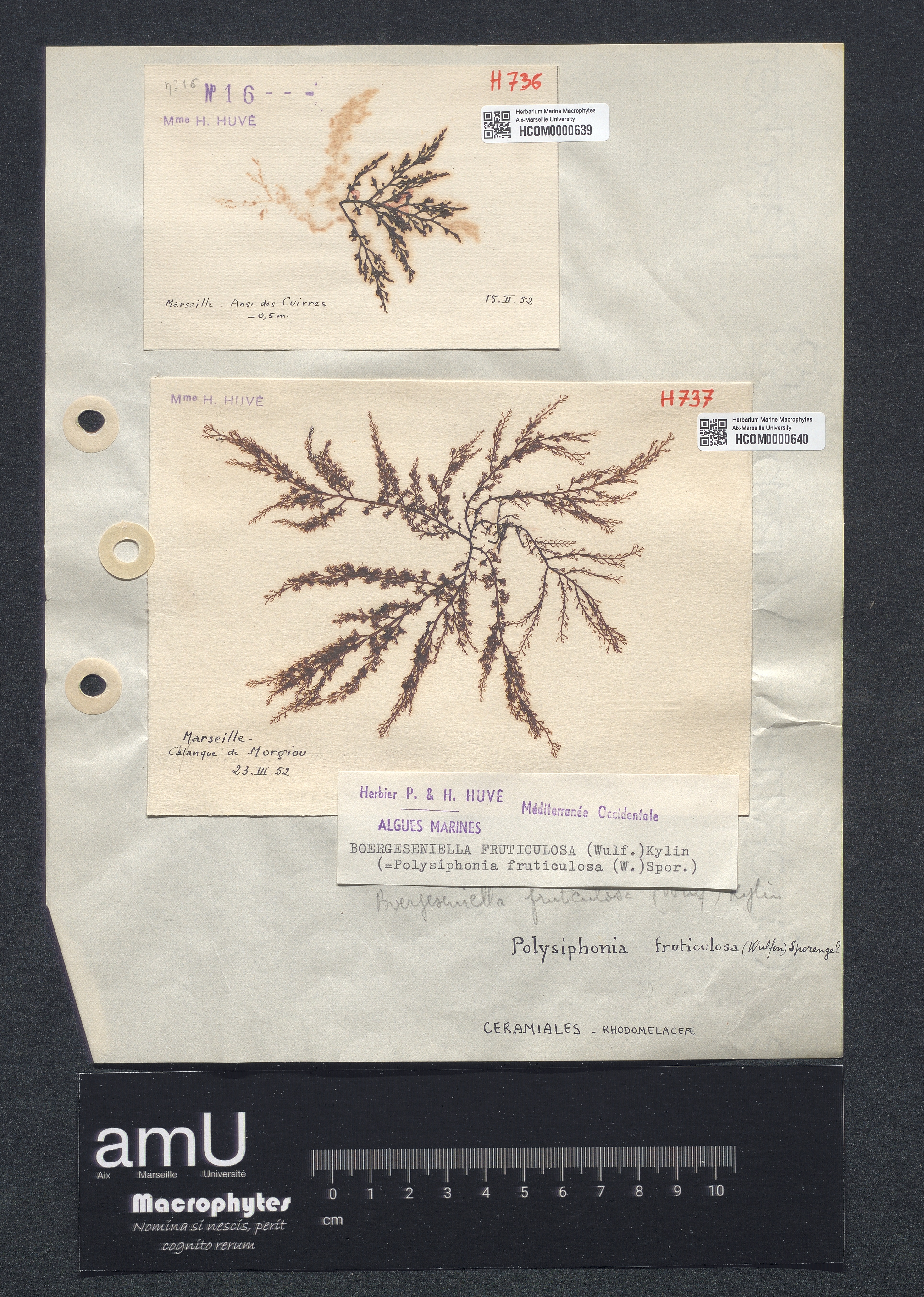 Polysiphonia fruticulosa specimen
