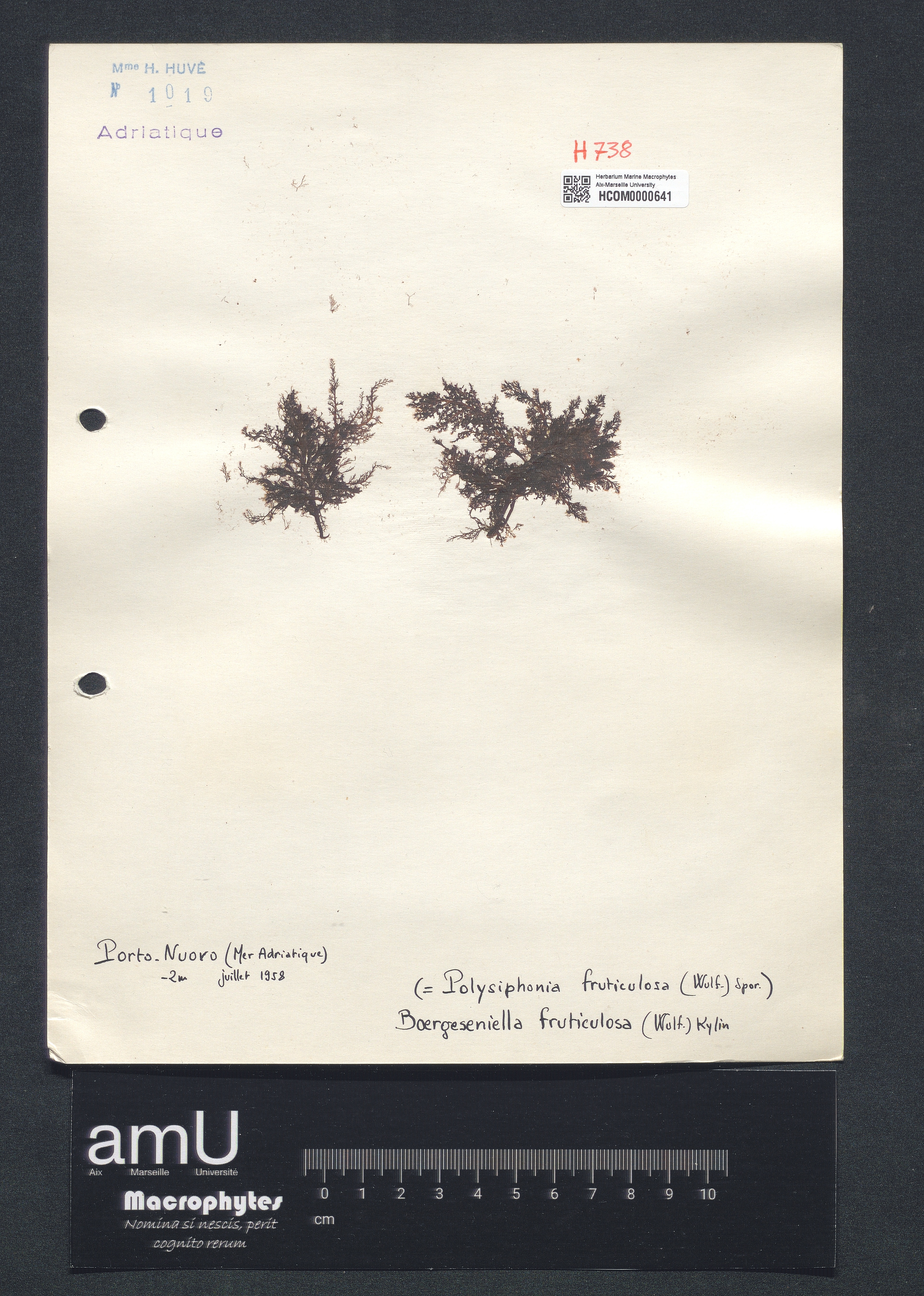 Polysiphonia fruticulosa specimen