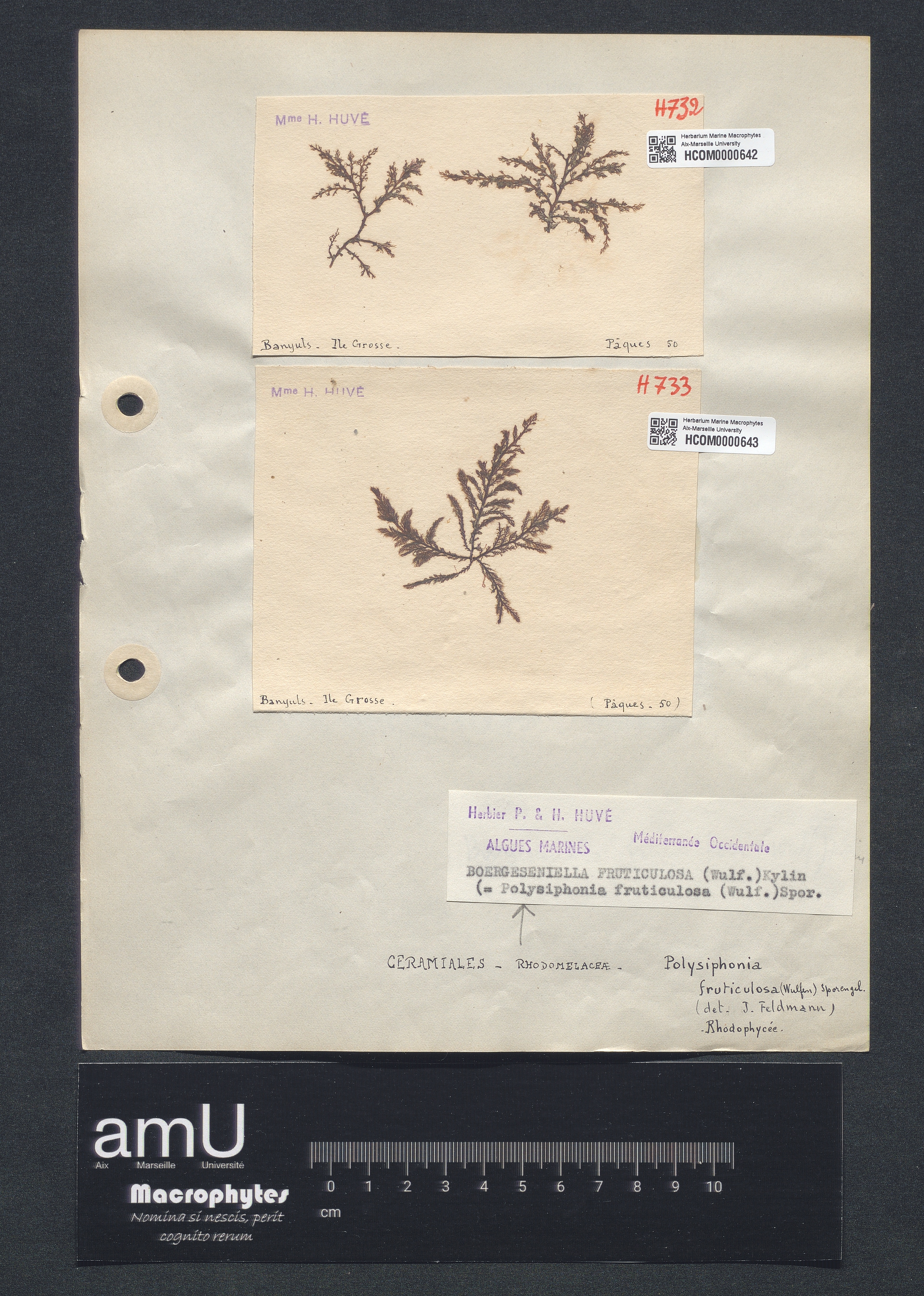 Polysiphonia fruticulosa specimen