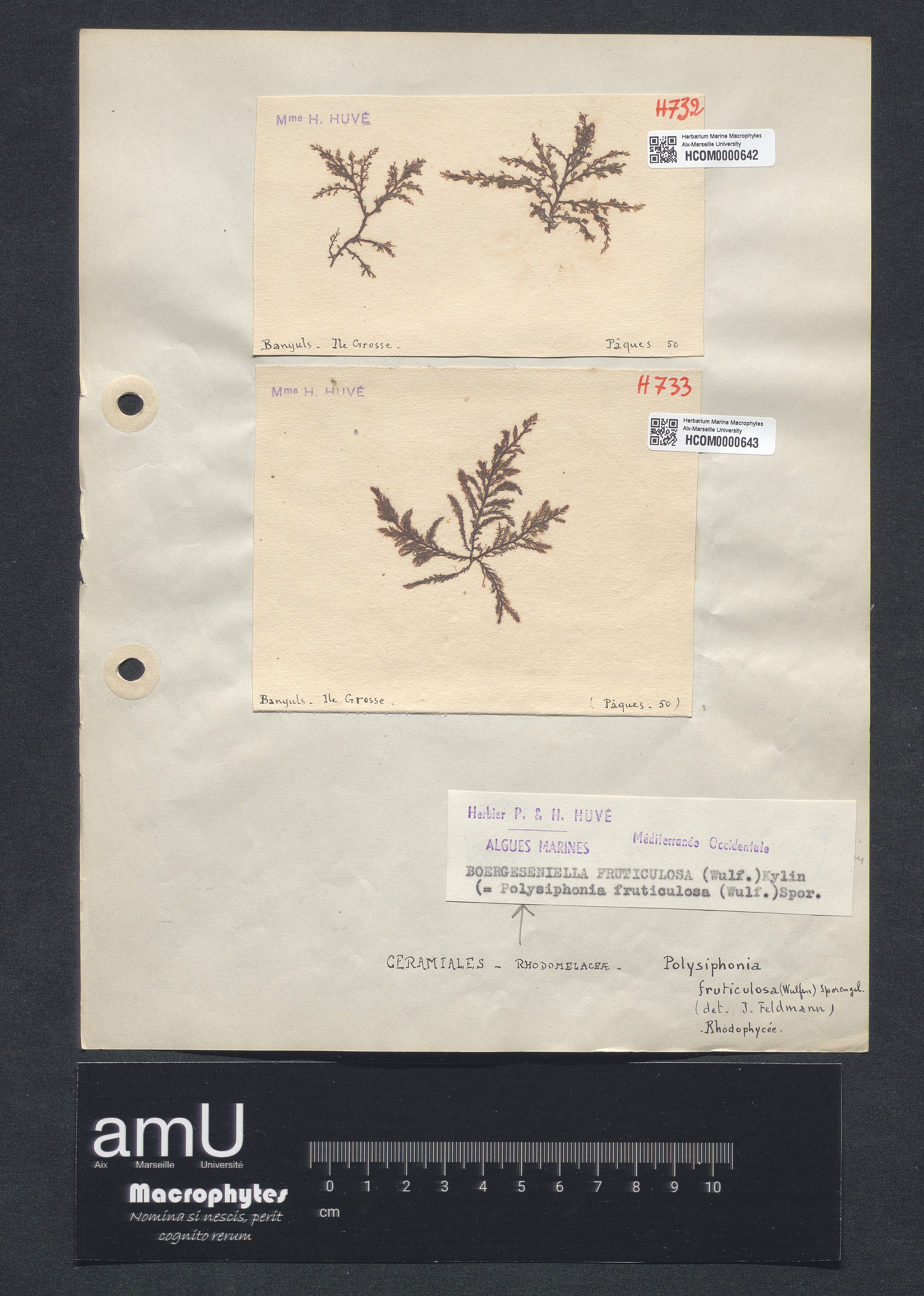 Polysiphonia fruticulosa specimen