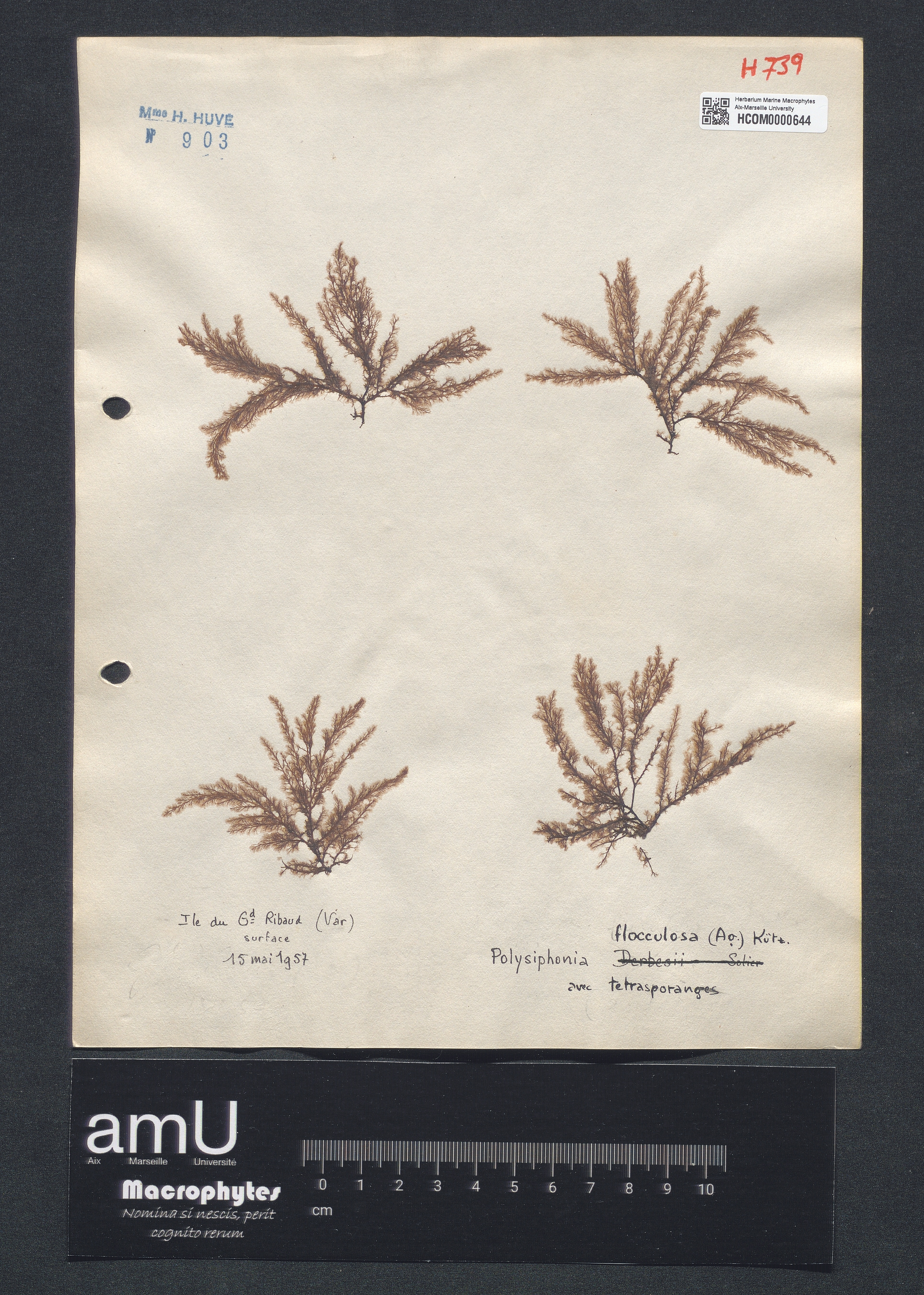 Polysiphonia fruticulosa specimen