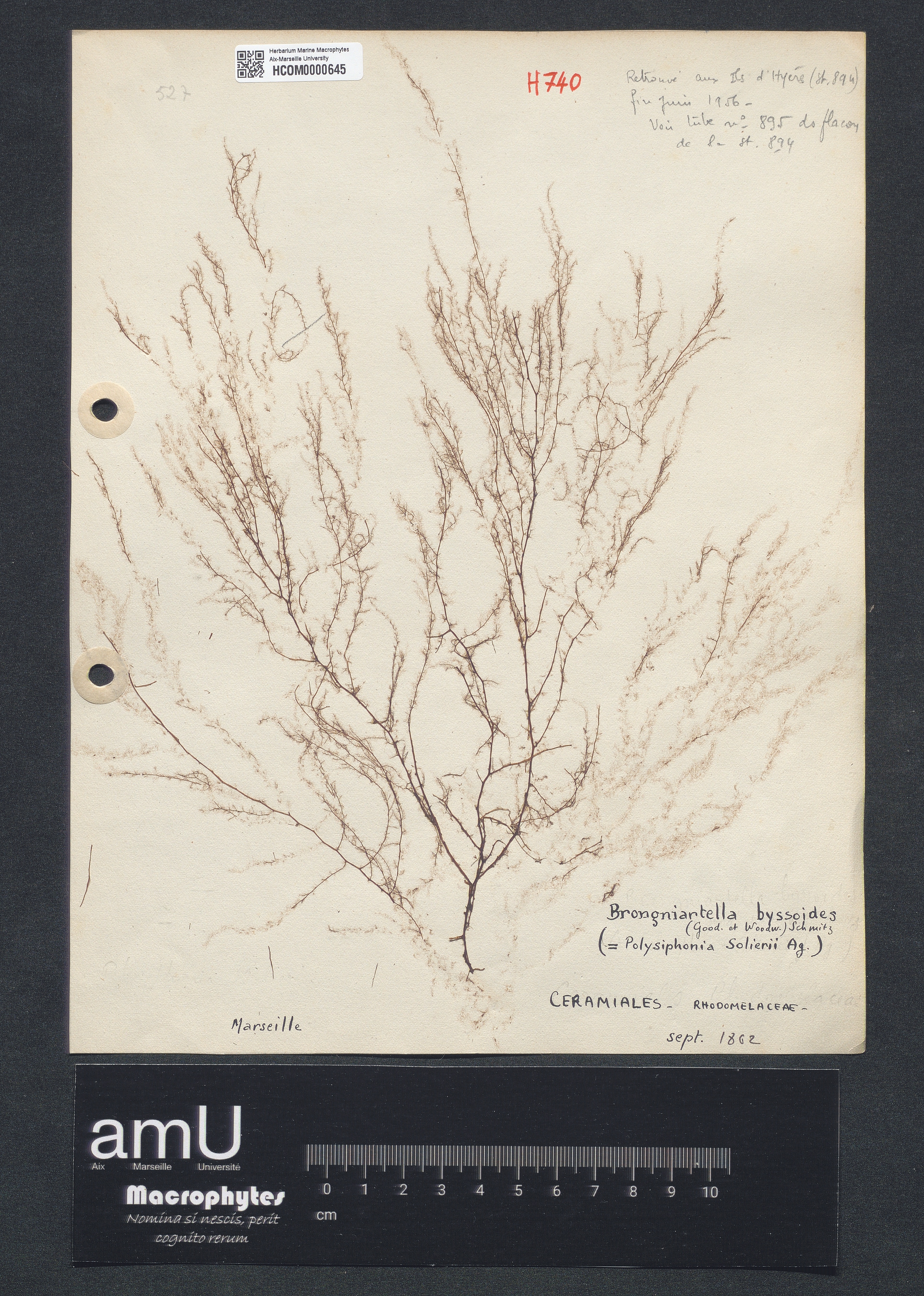Brongniartella byssoides specimen