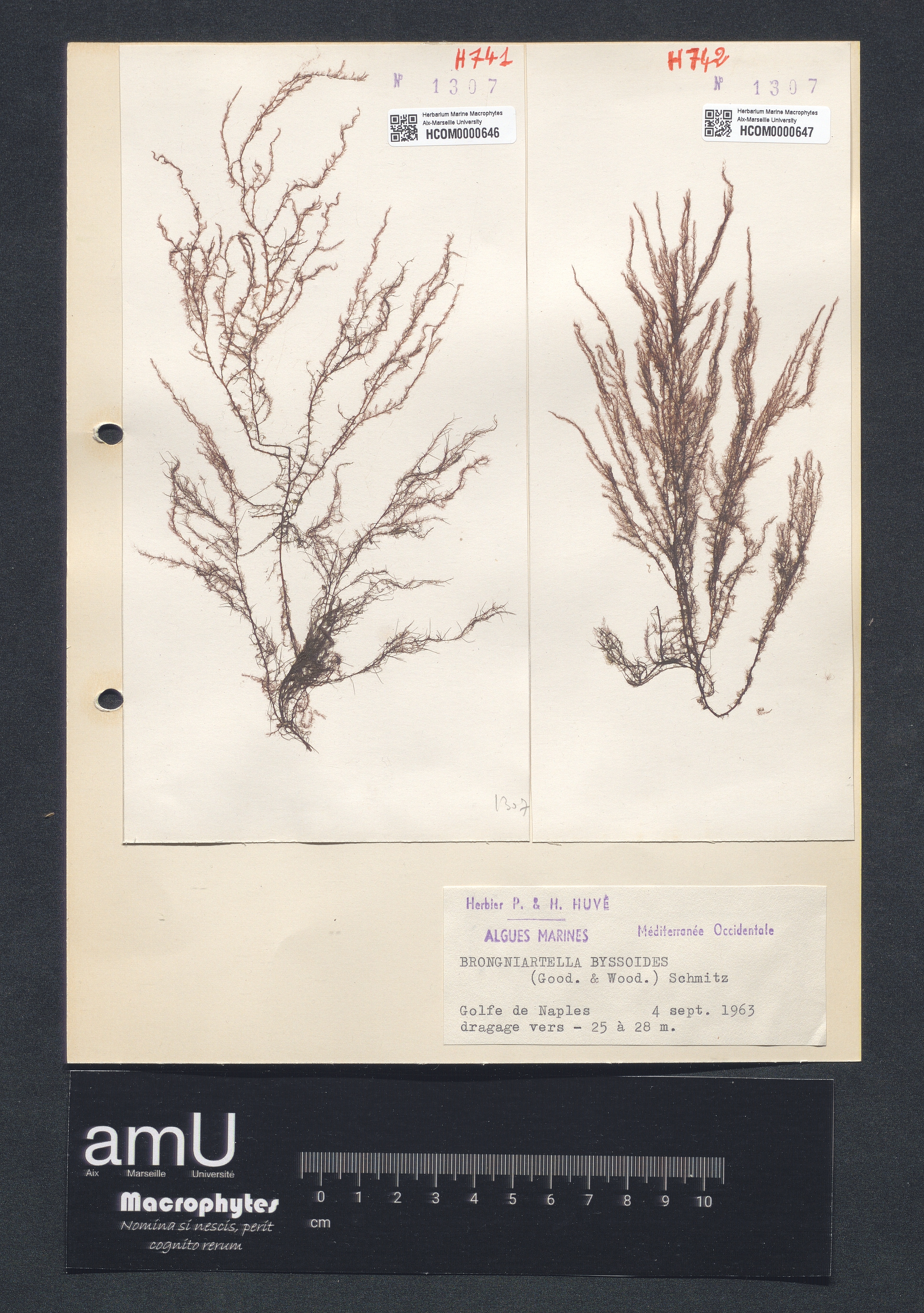 Brongniartella byssoides specimen