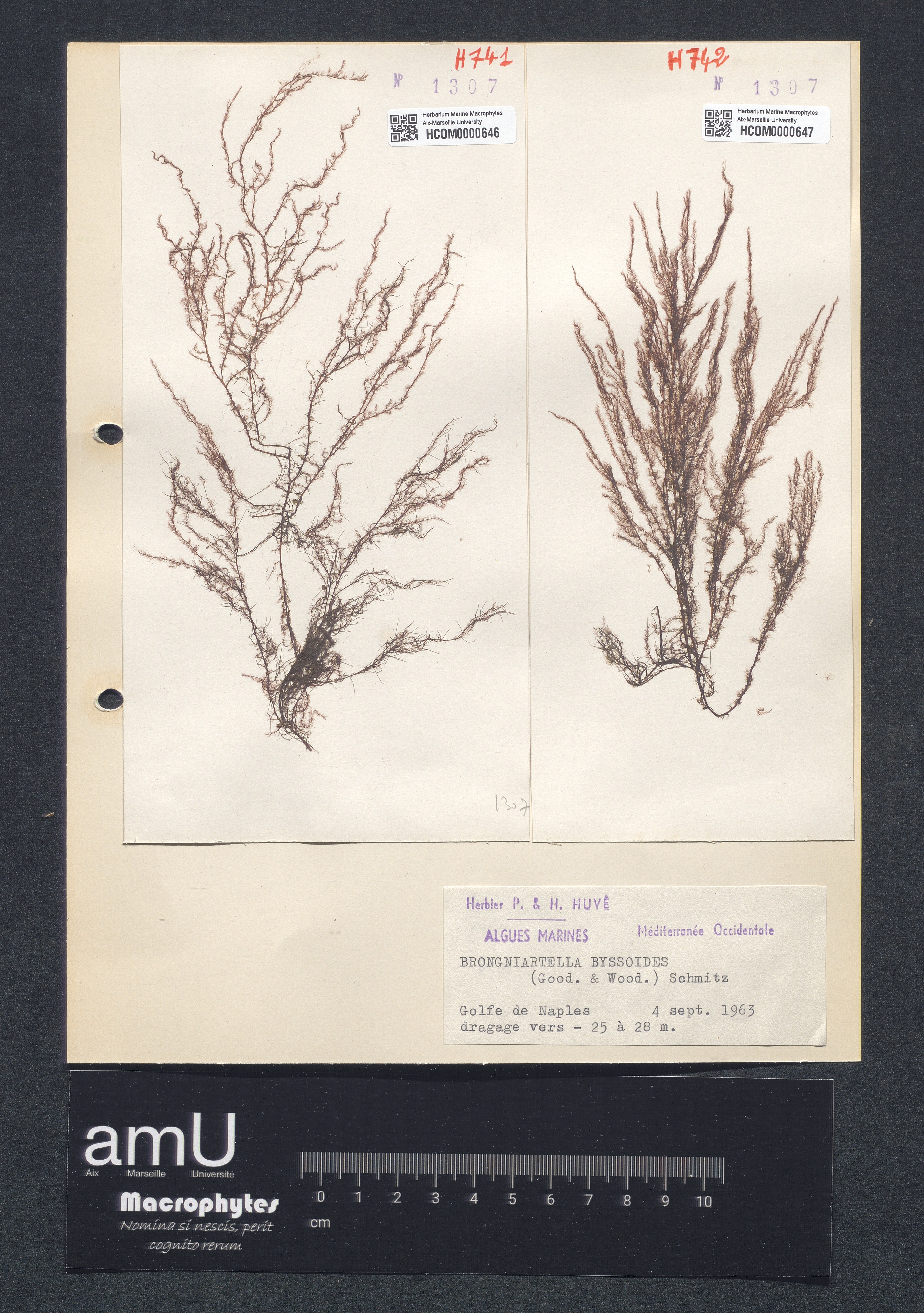 Brongniartella byssoides specimen