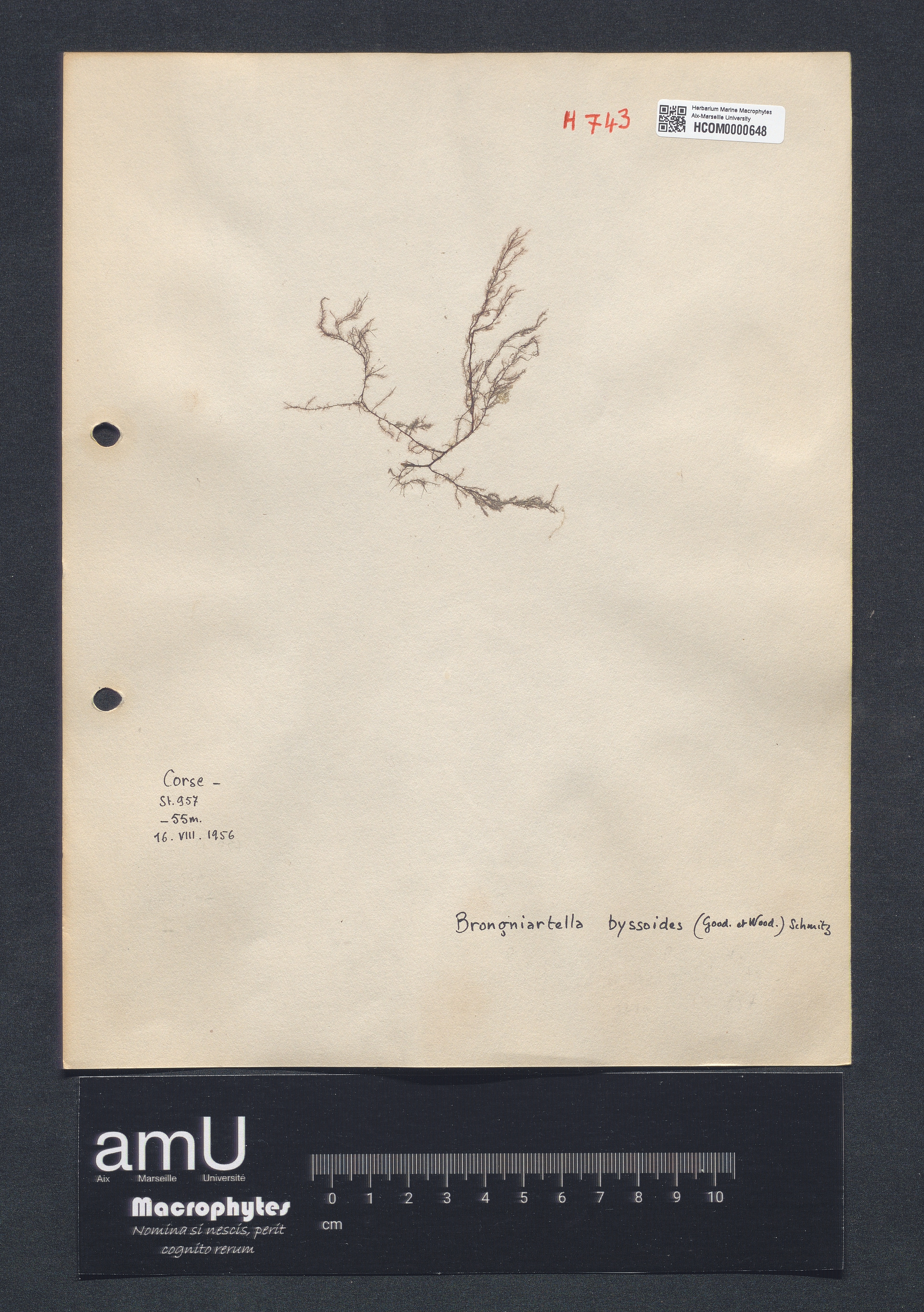 Brongniartella byssoides specimen