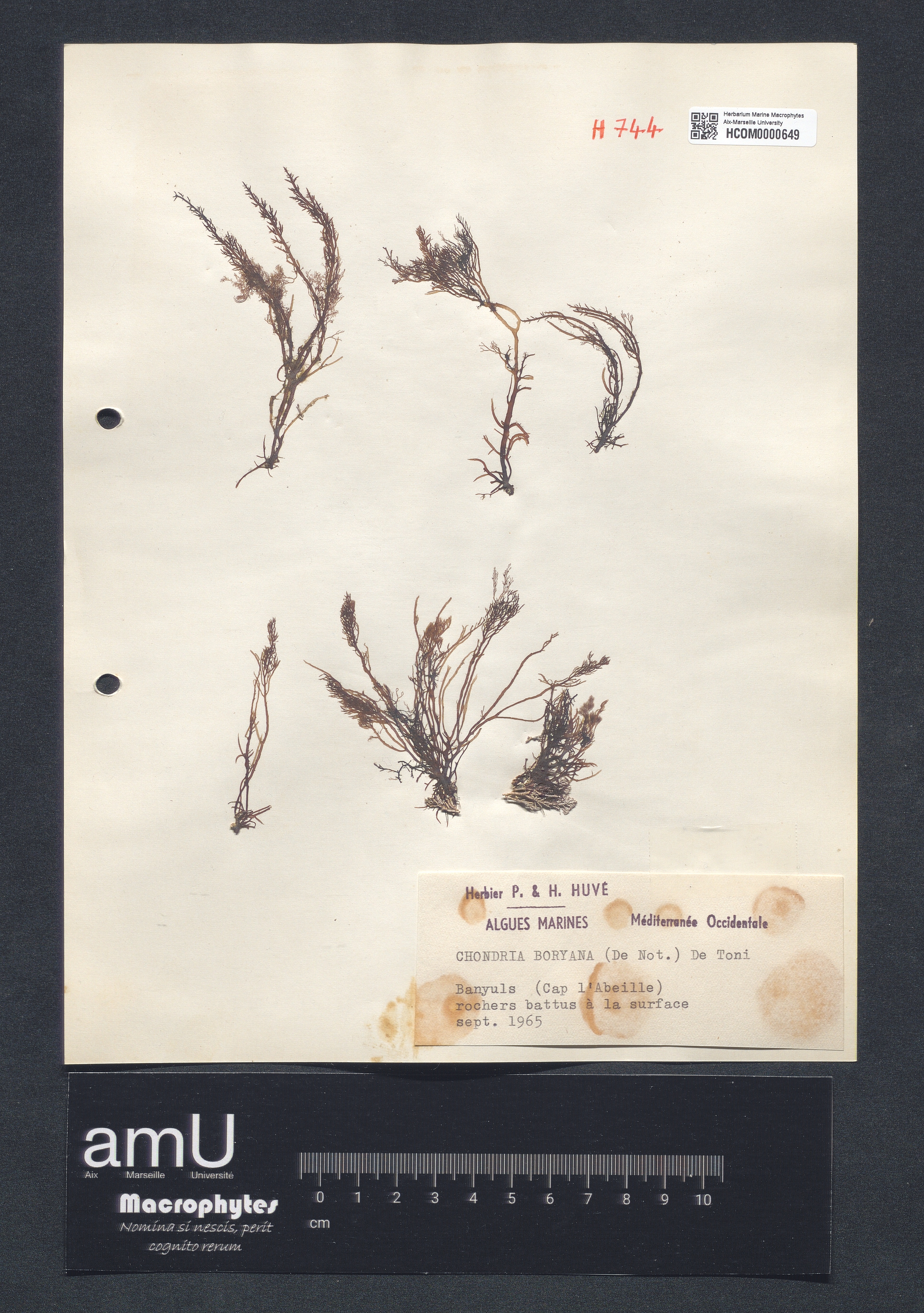 Chondria boryana specimen