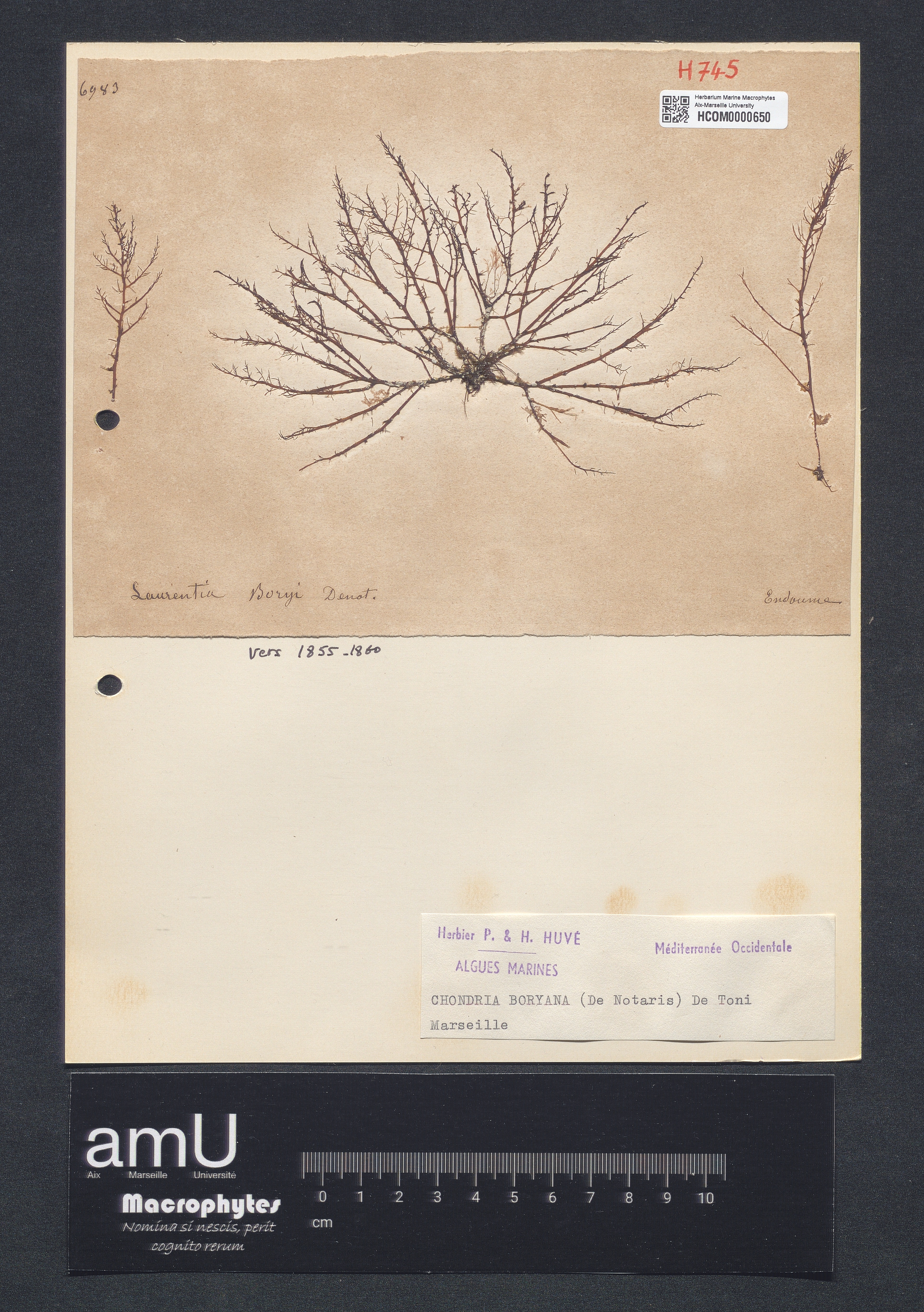 Chondria boryana specimen