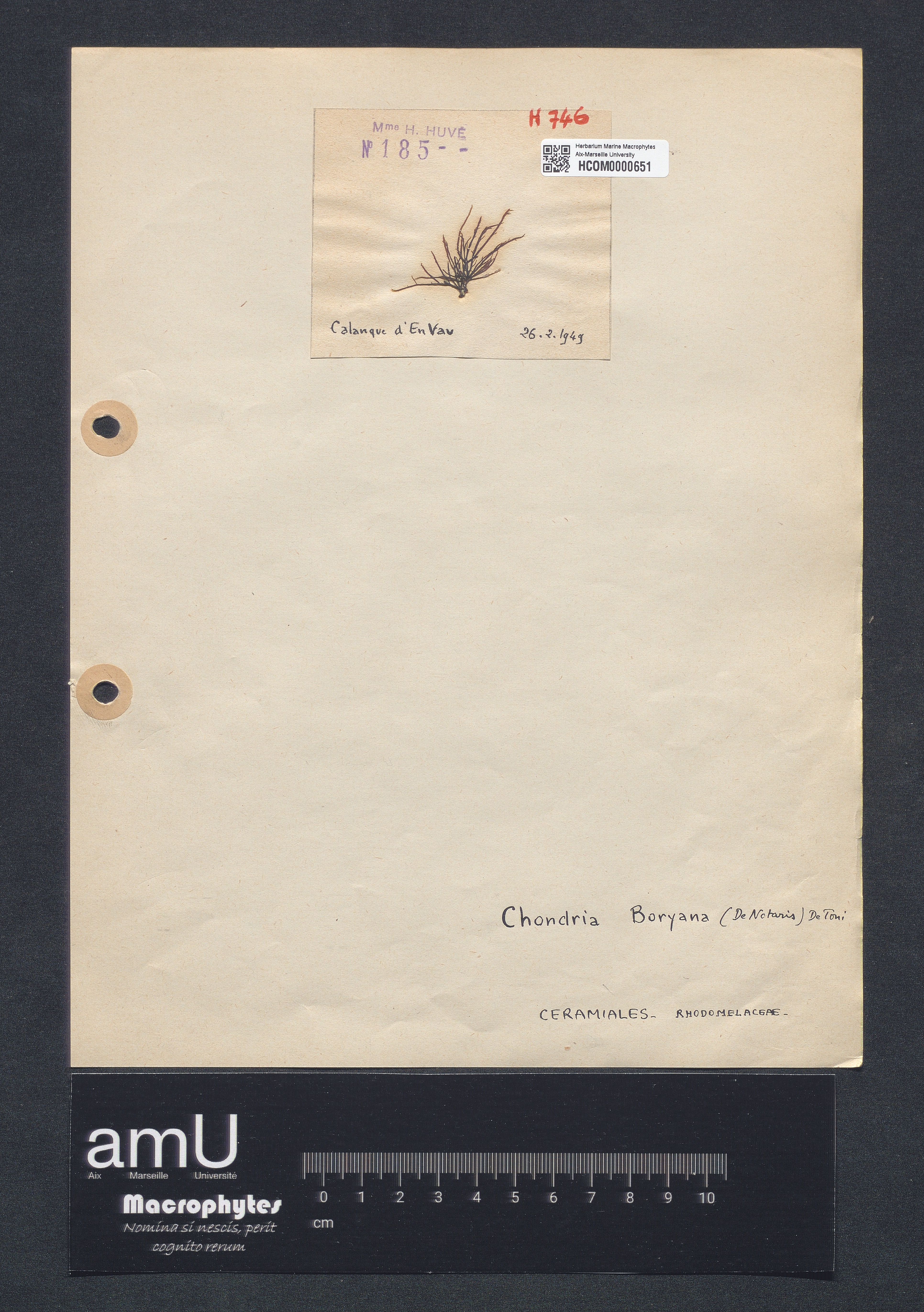 Chondria boryana specimen