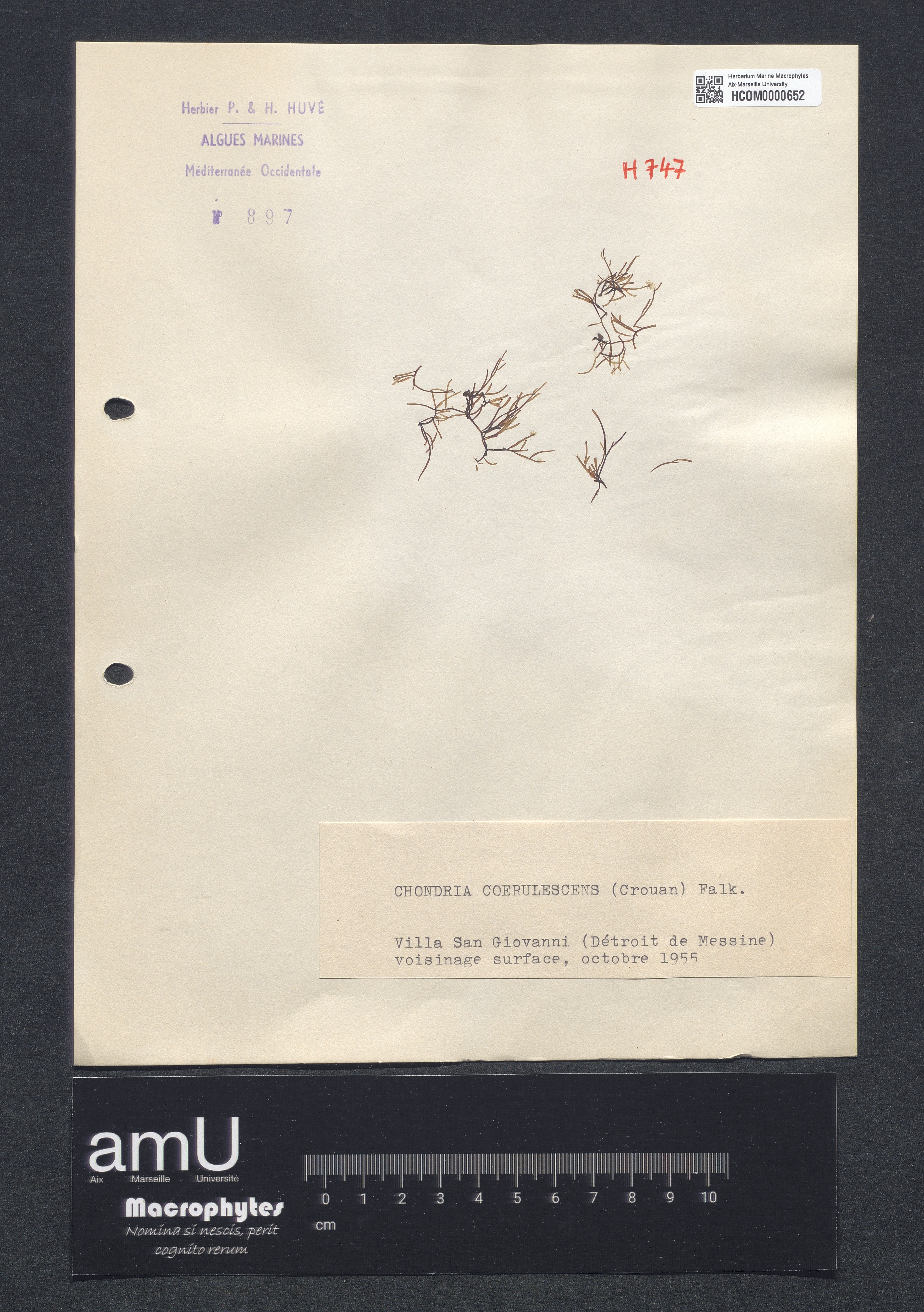 Chondria coerulescens specimen