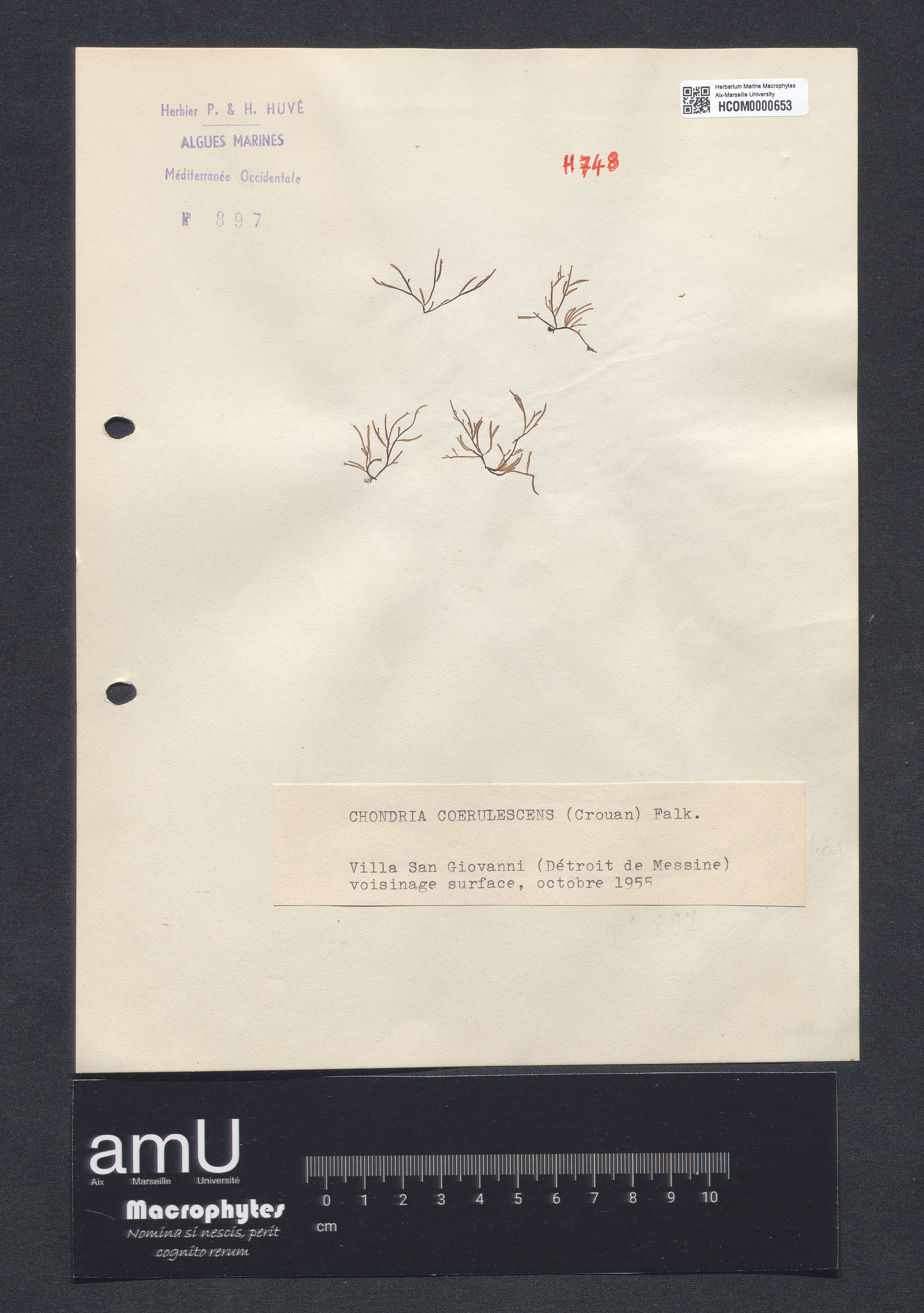 Chondria coerulescens specimen