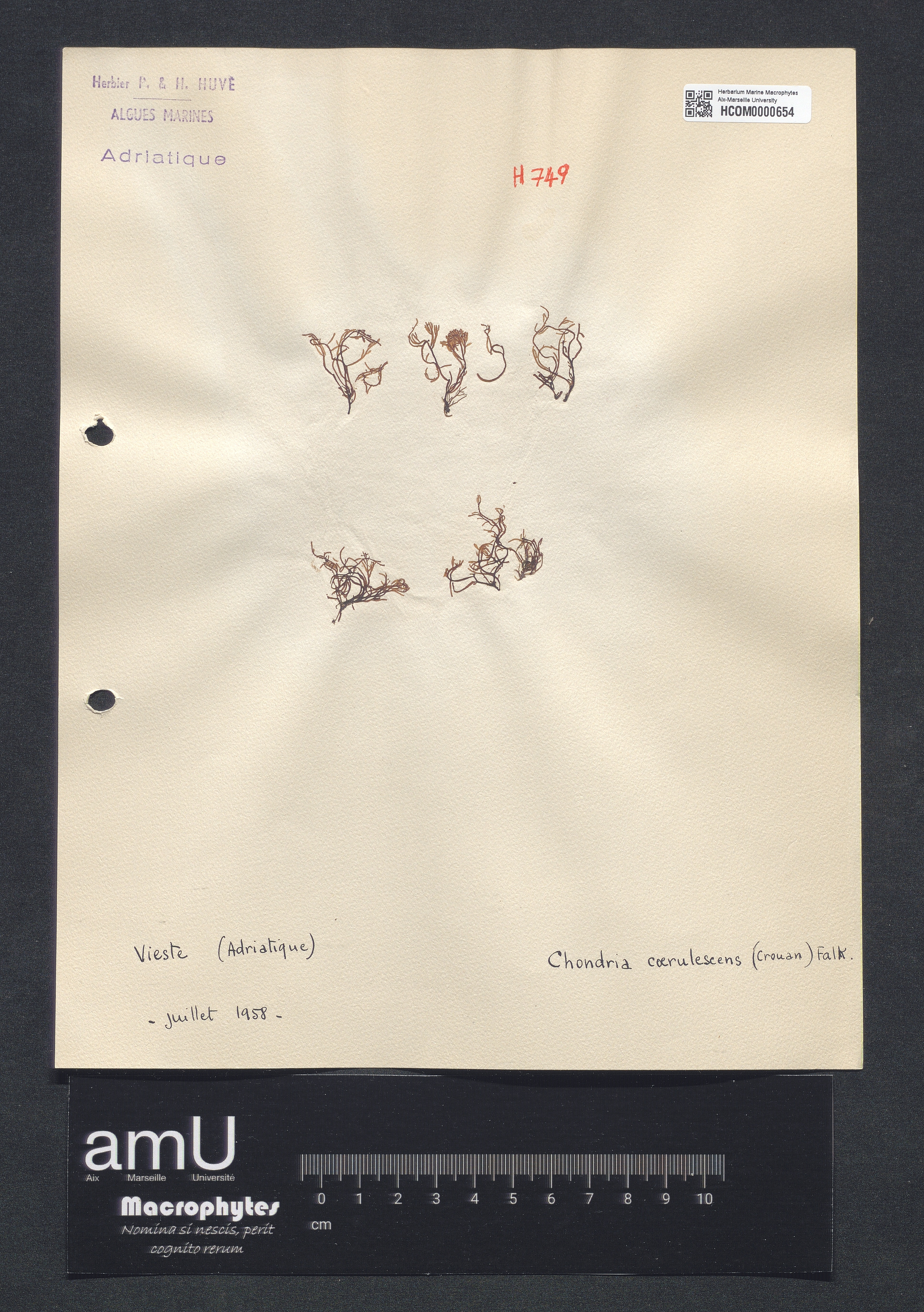 Chondria coerulescens specimen