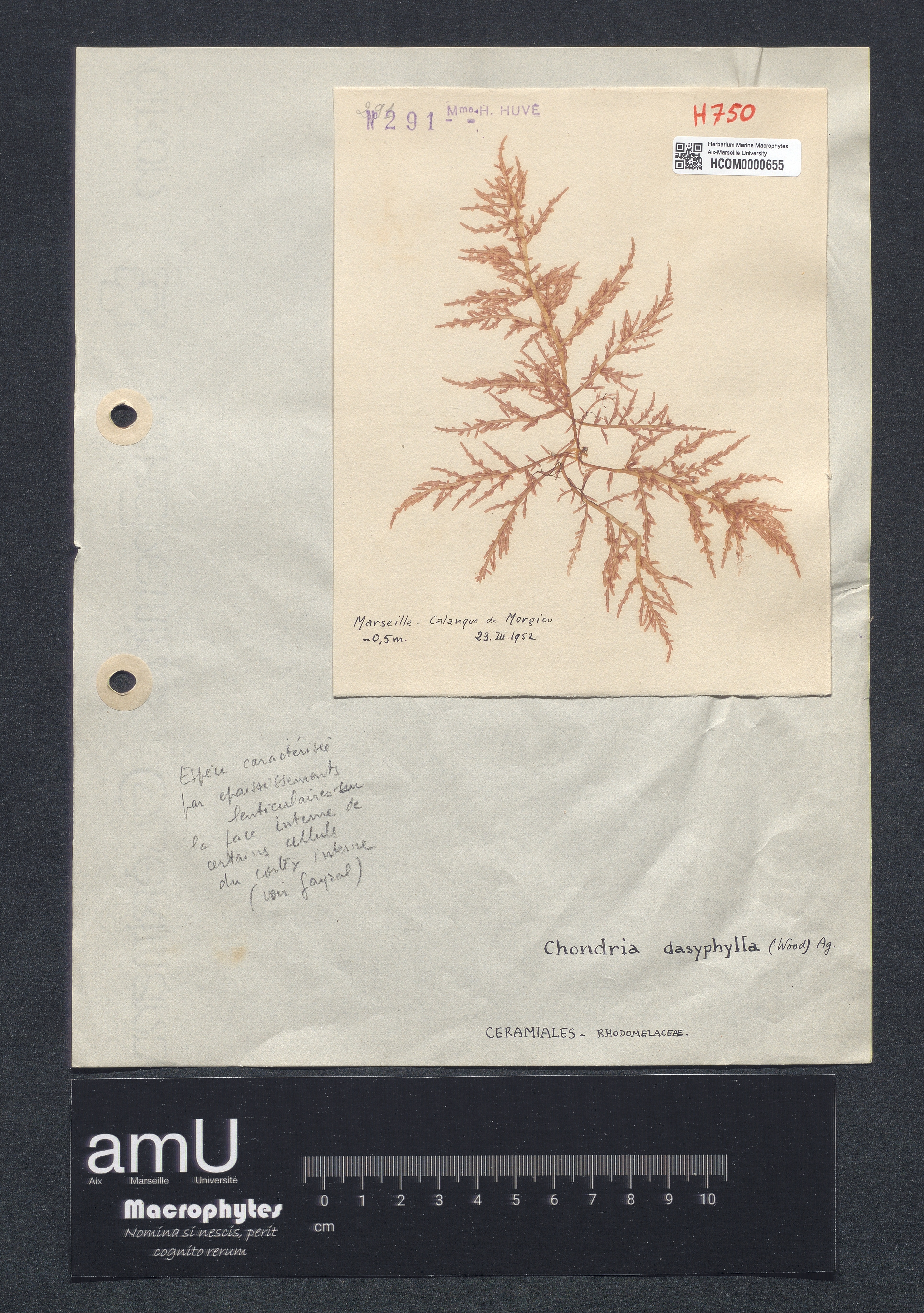 Chondria dasyphylla specimen