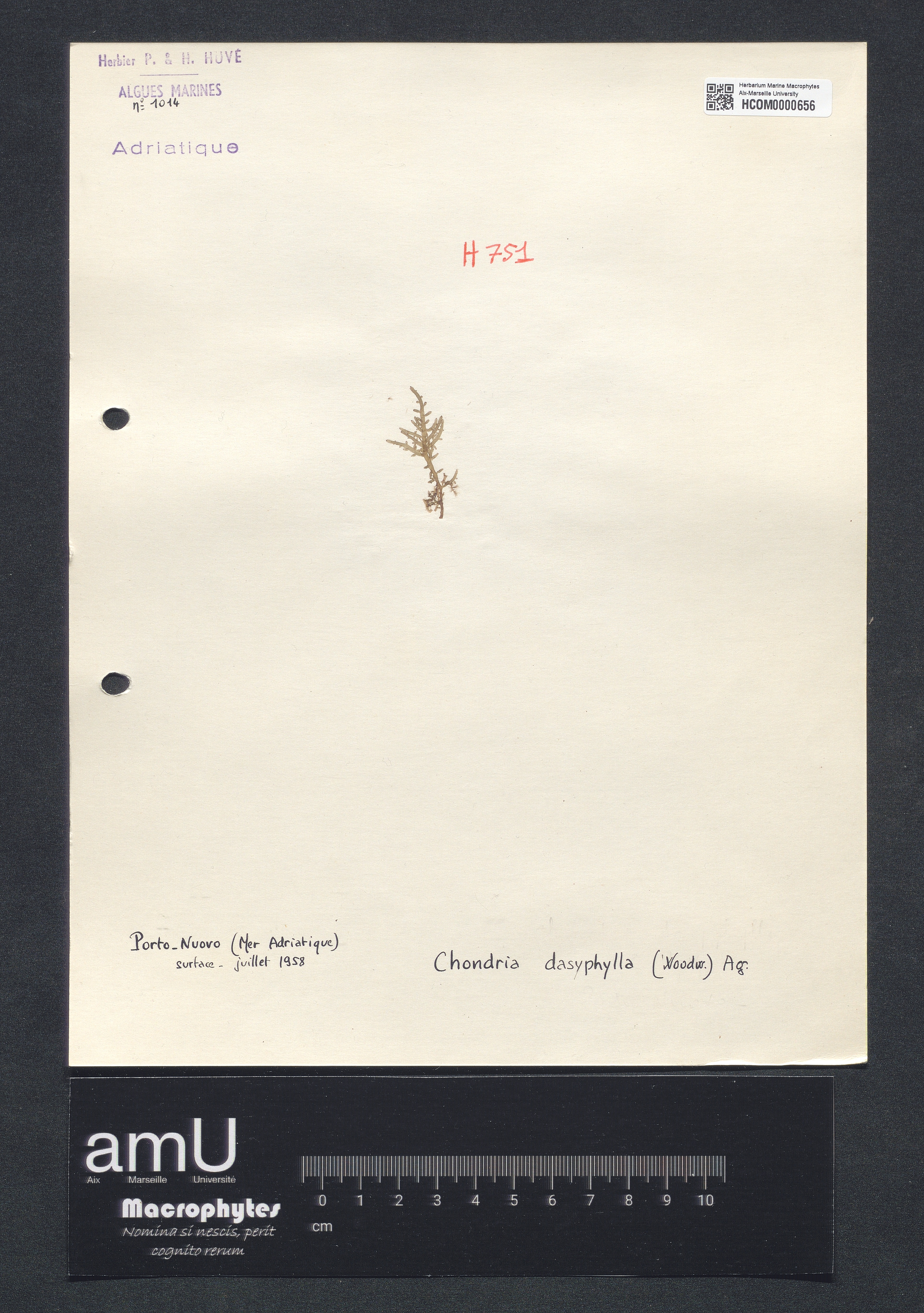 Chondria dasyphylla specimen