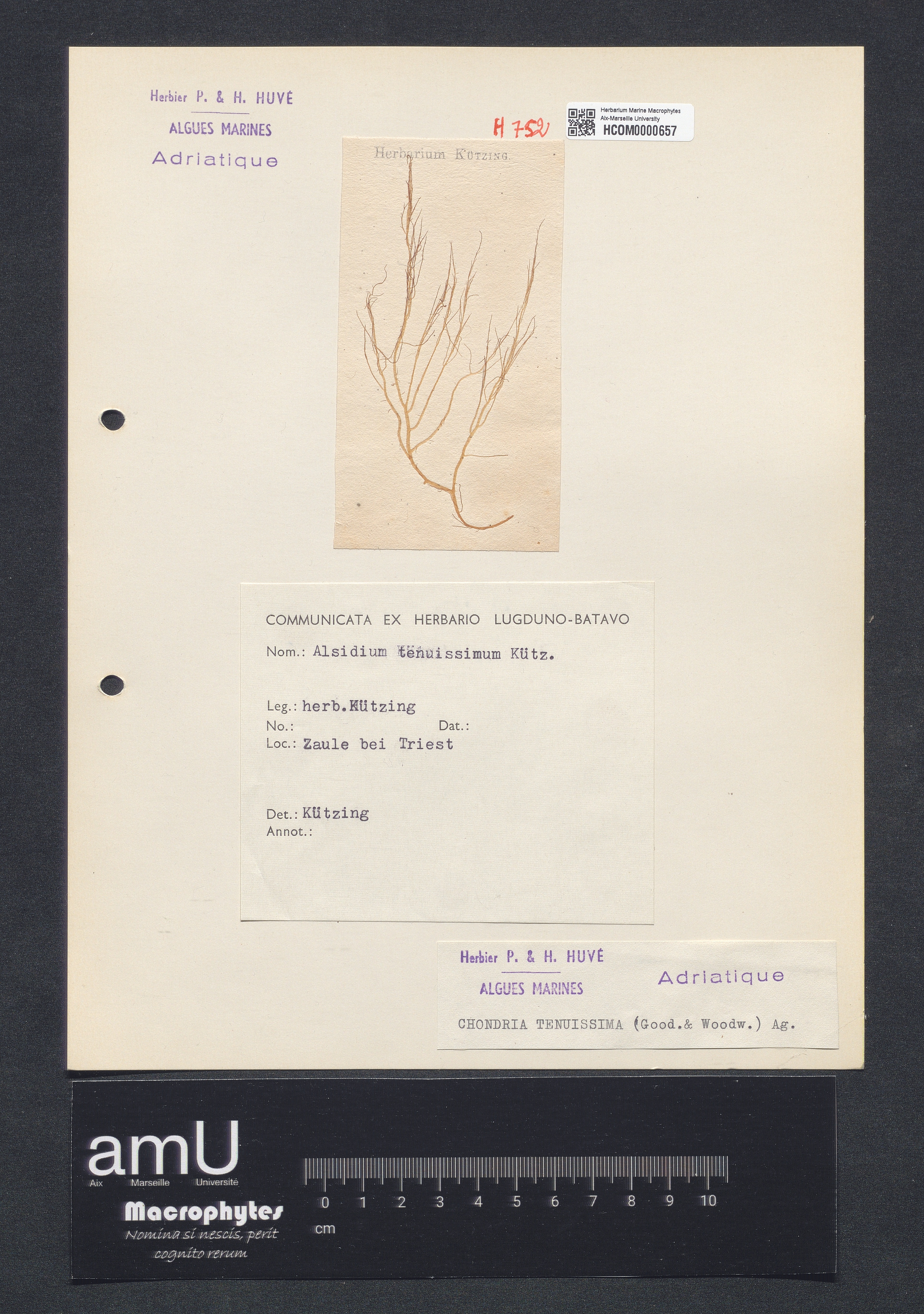 Chondria tenuissima specimen
