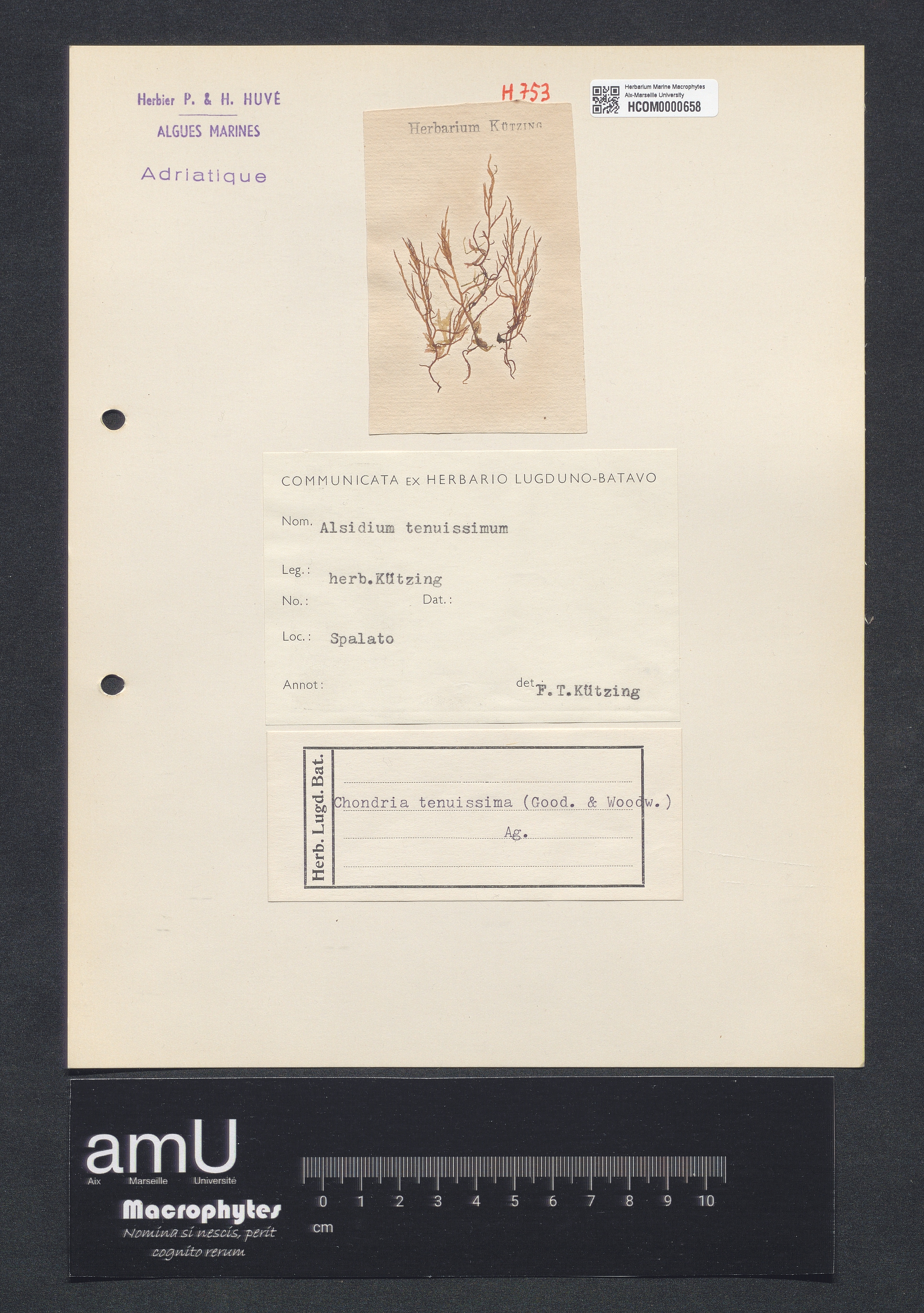 Chondria tenuissima specimen