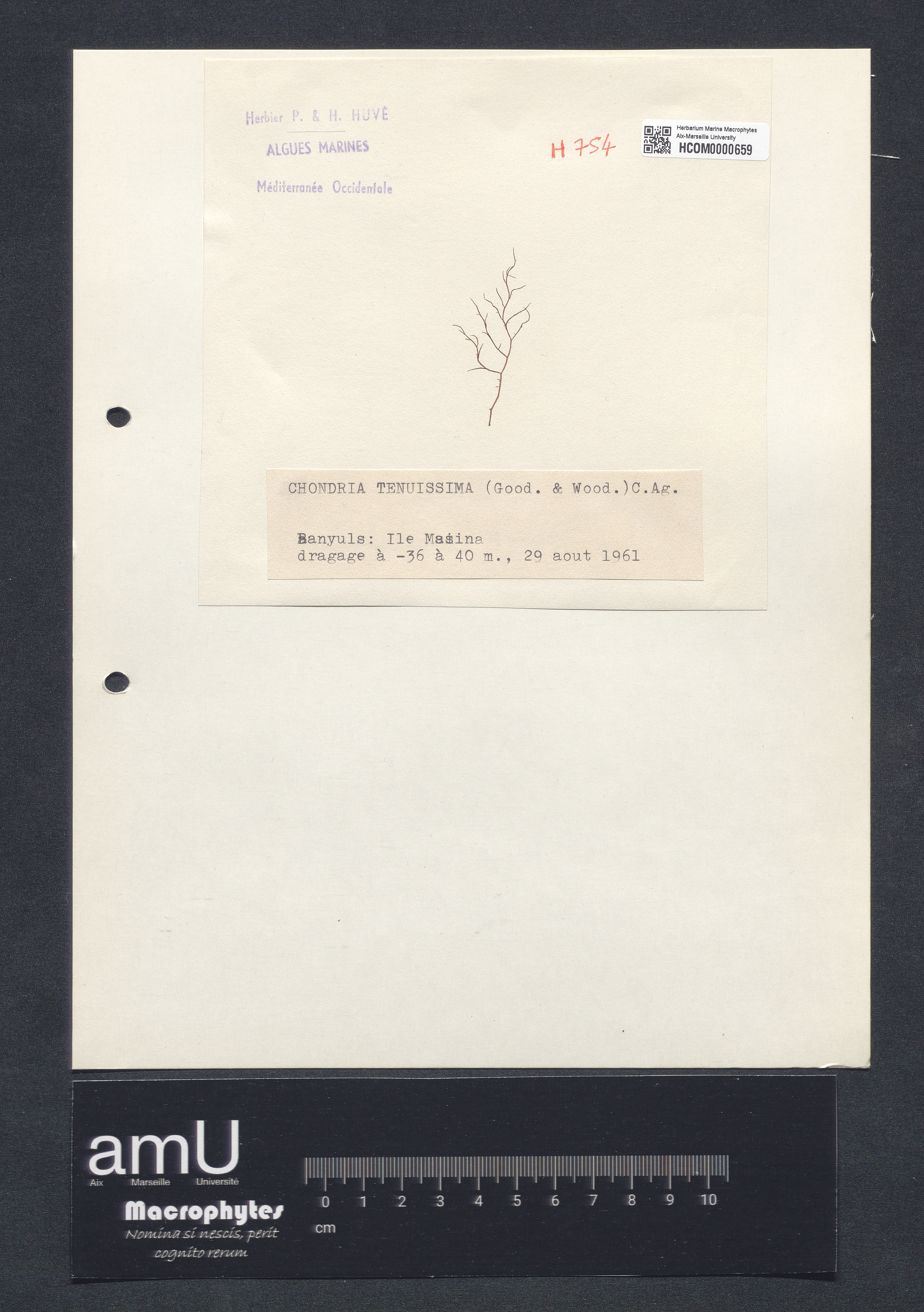 Chondria tenuissima specimen