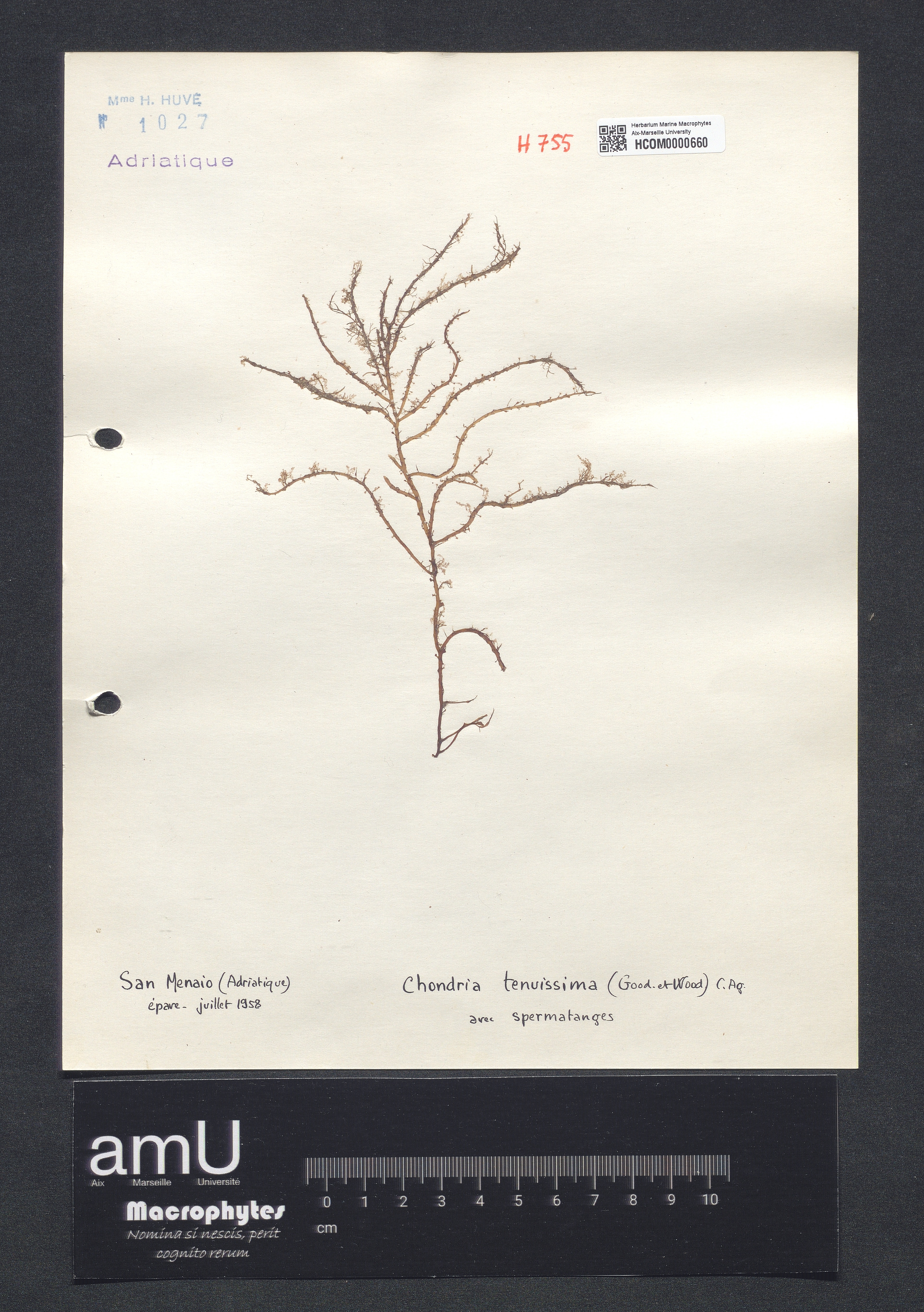 Chondria tenuissima specimen