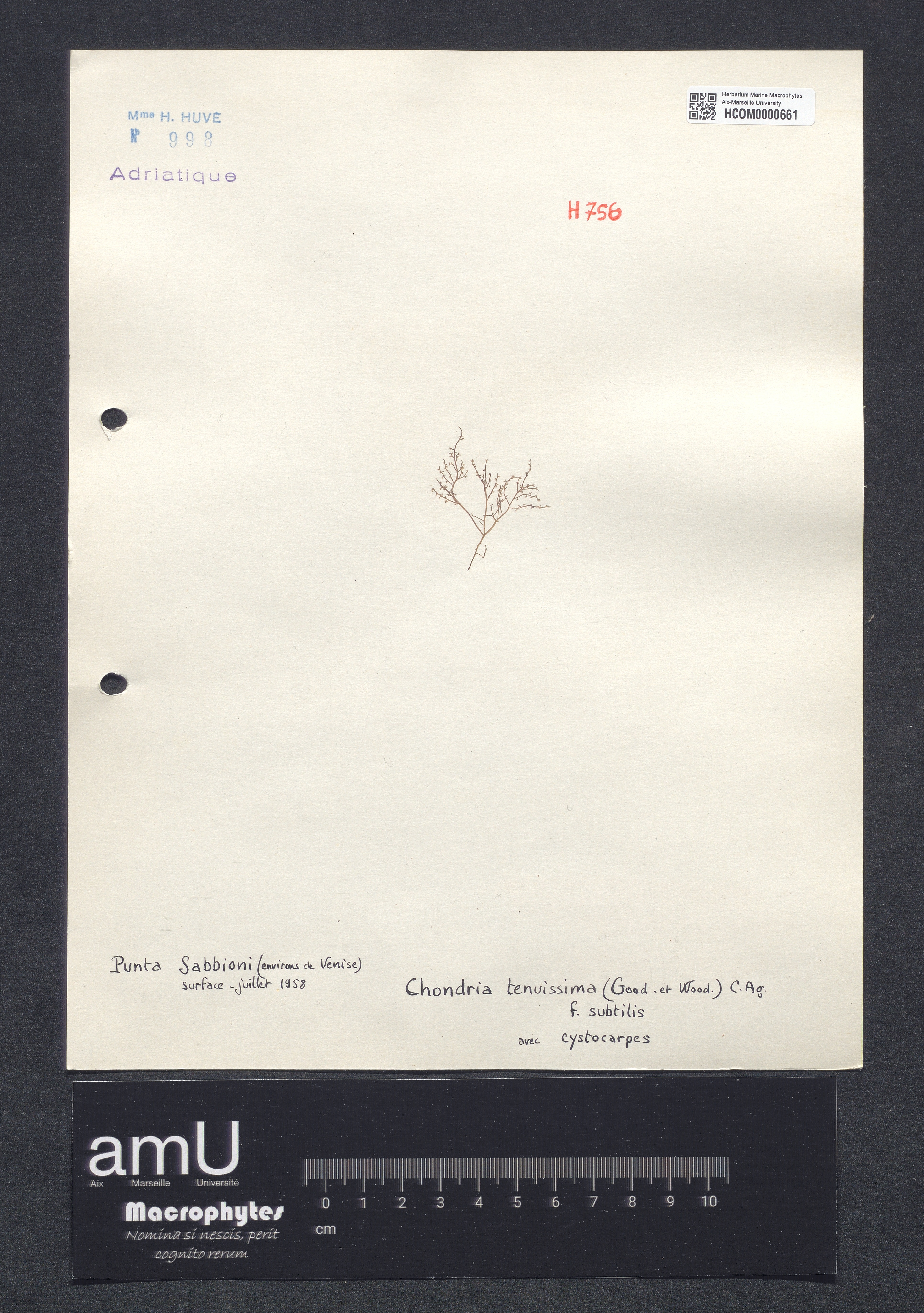 Chondria tenuissima f. subtilis specimen