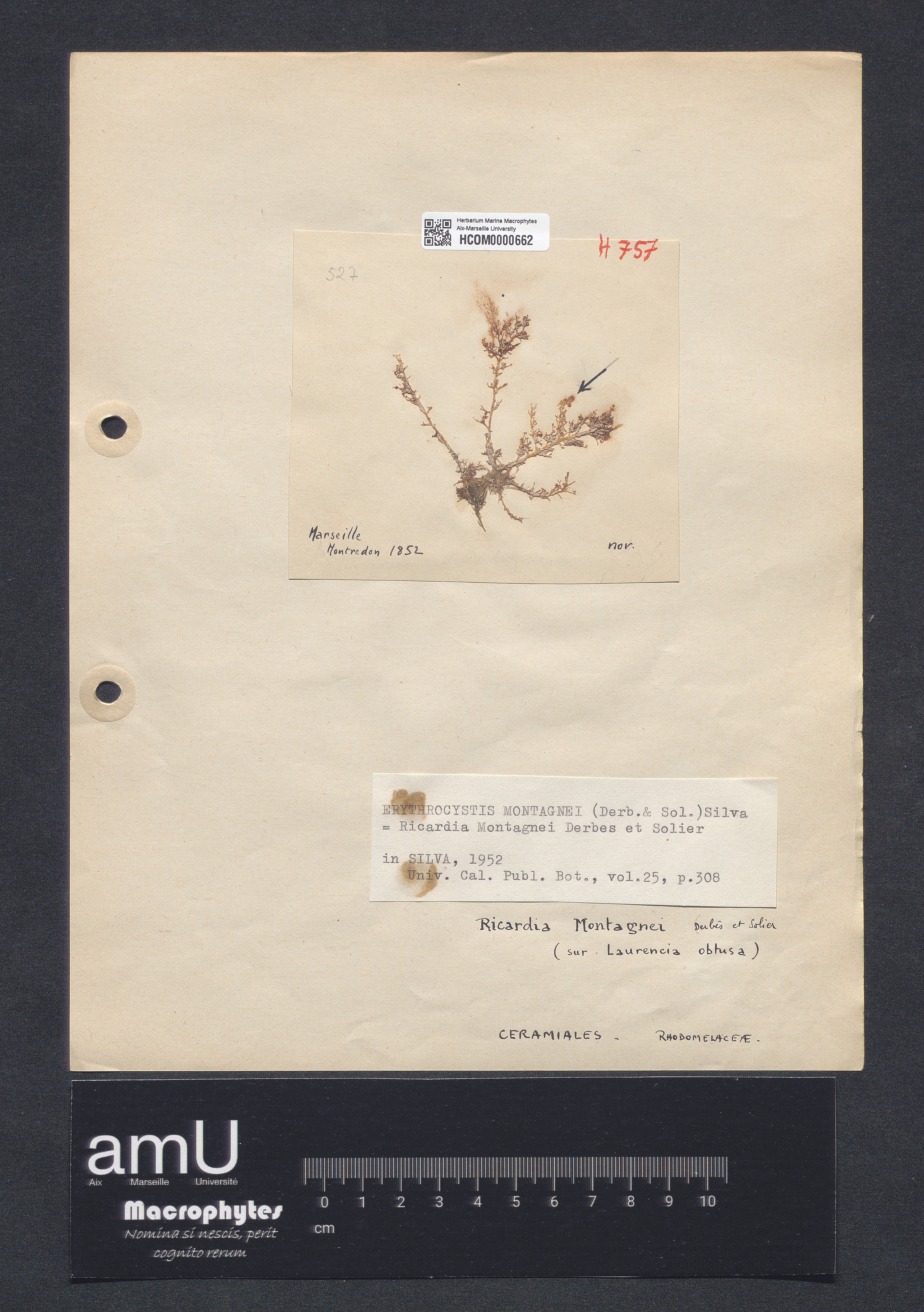 Erythrocystis montagnei specimen