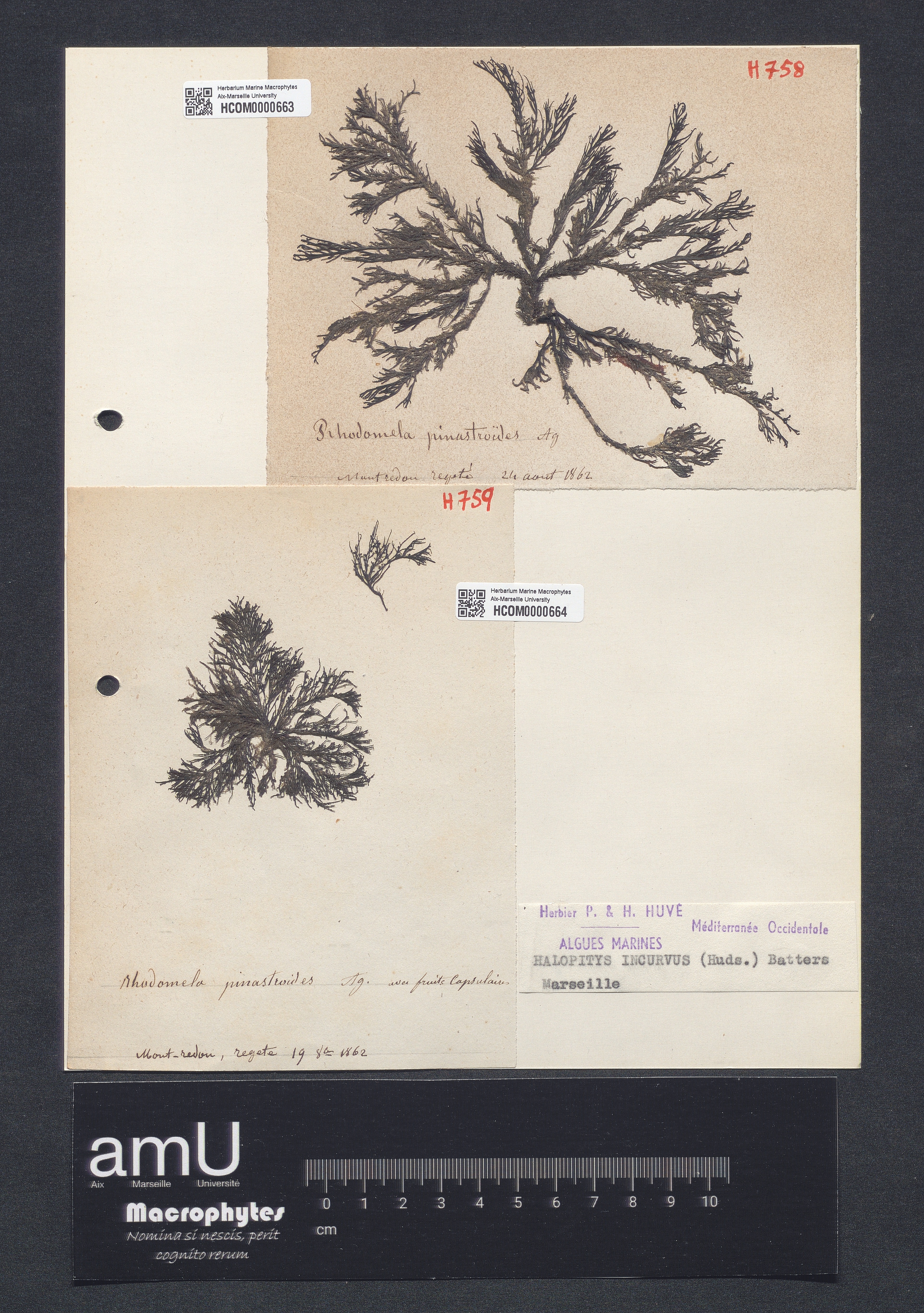 Halopitys incurvus specimen