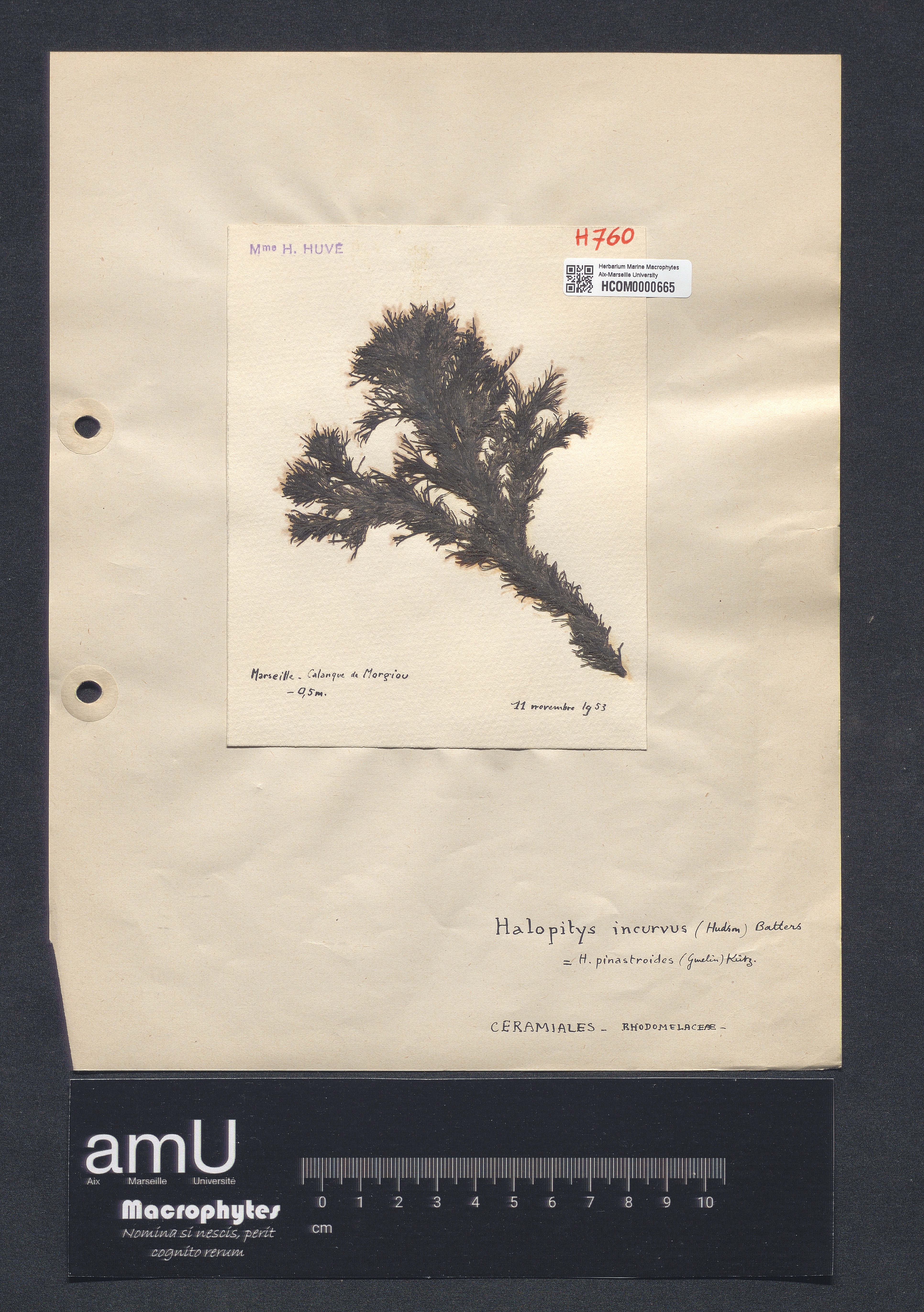 Halopitys incurvus specimen