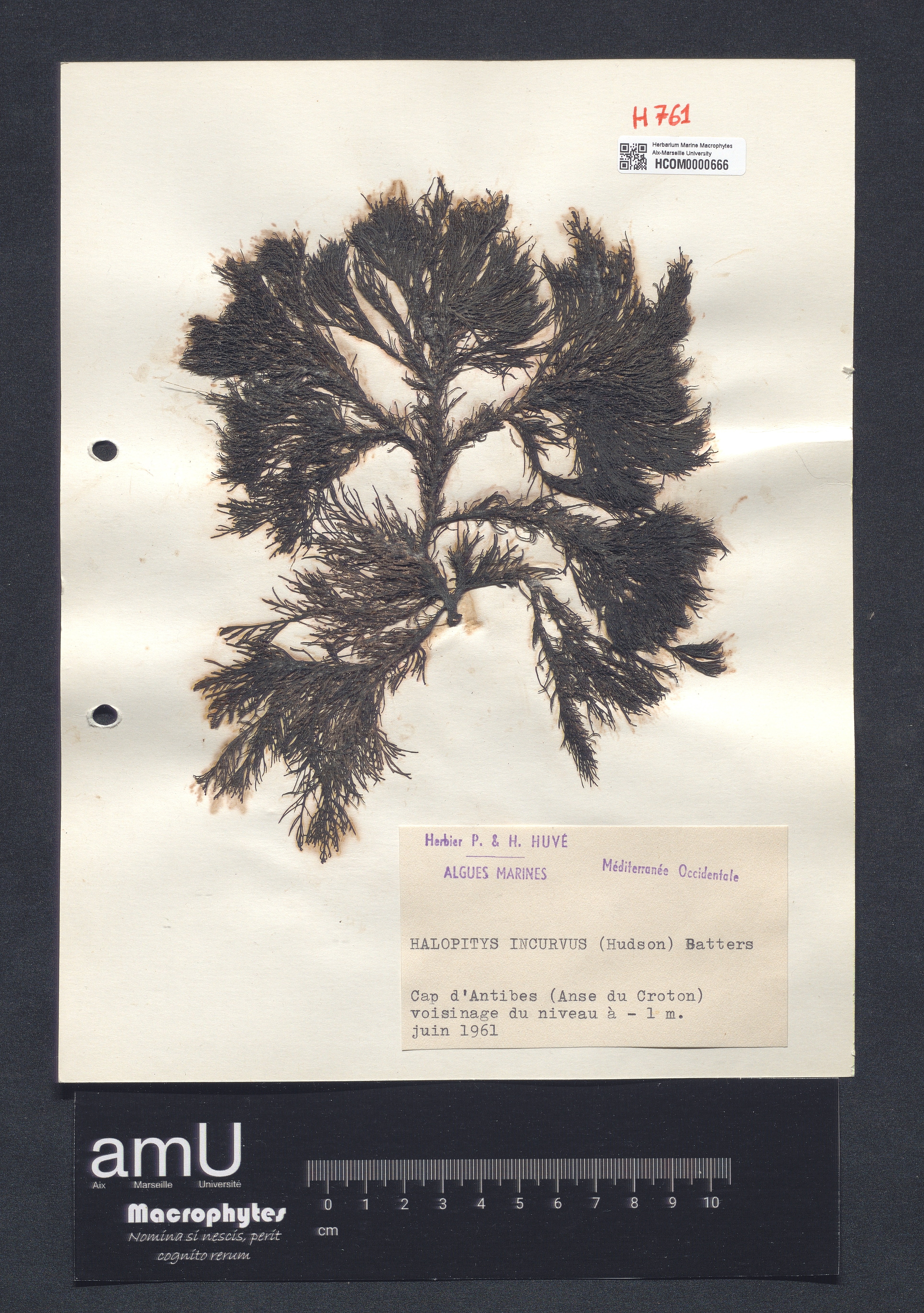 Halopitys incurvus specimen