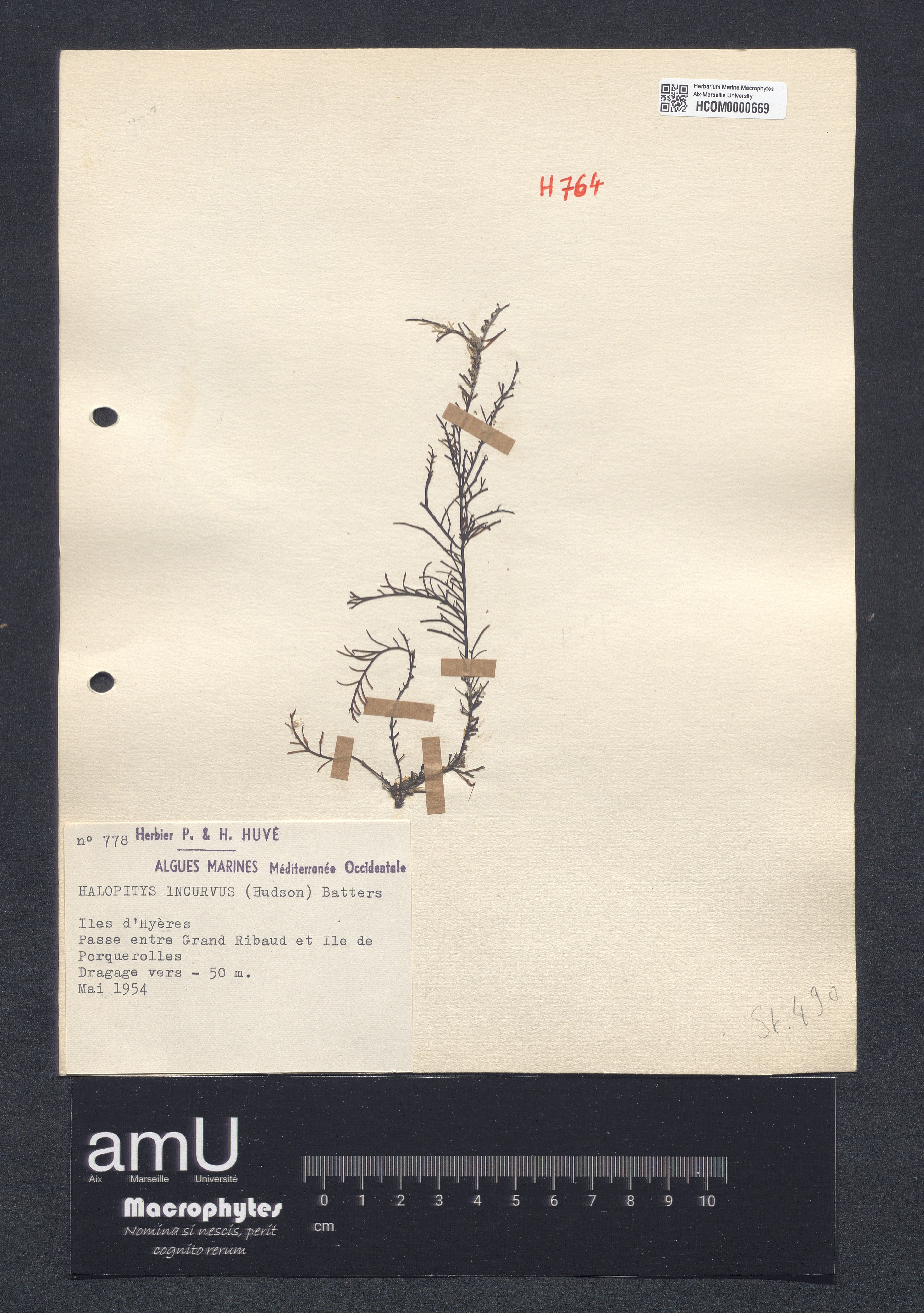 Halopitys incurvus specimen