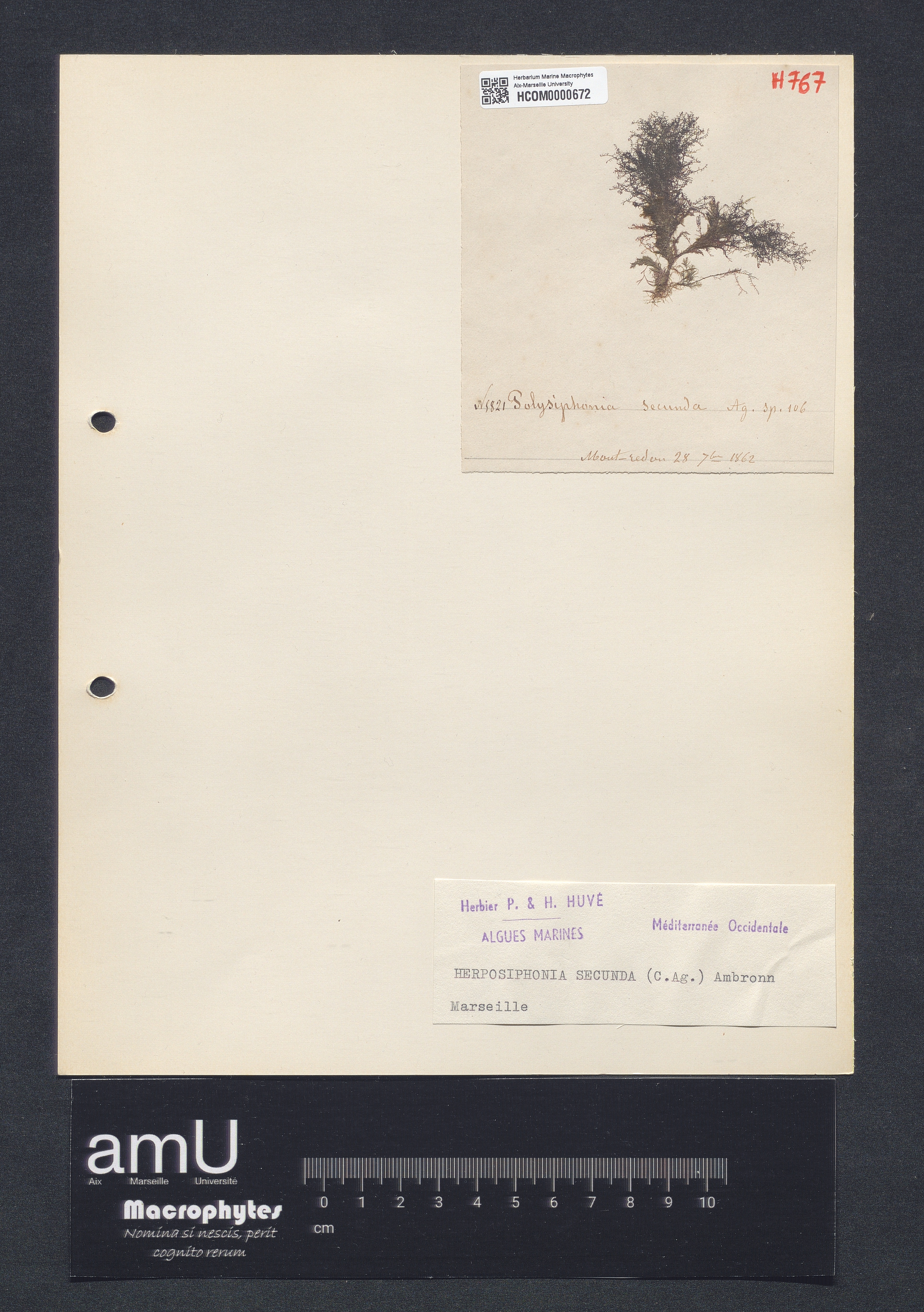 Herposiphonia secunda specimen