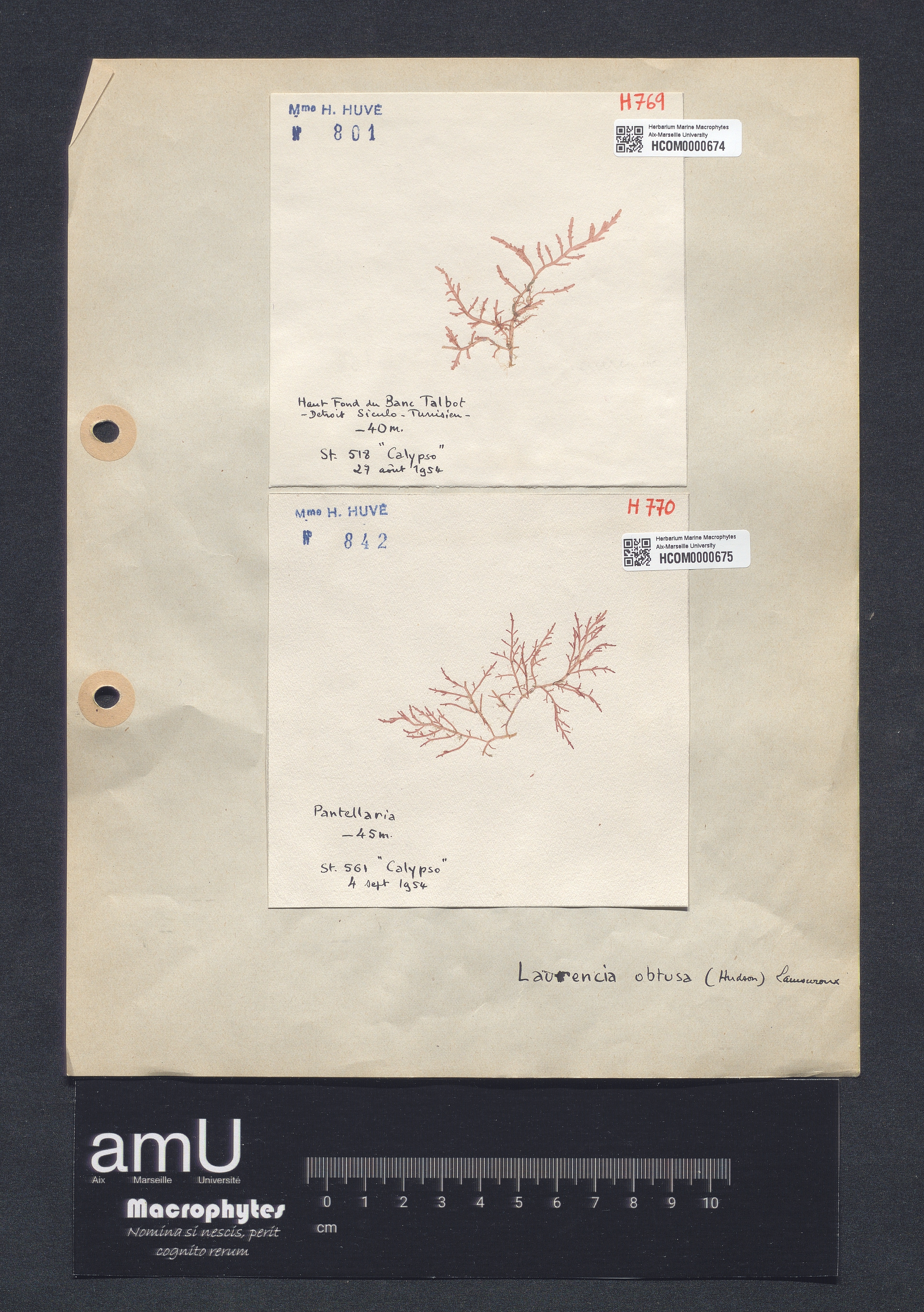 Laurencia obtusa specimen
