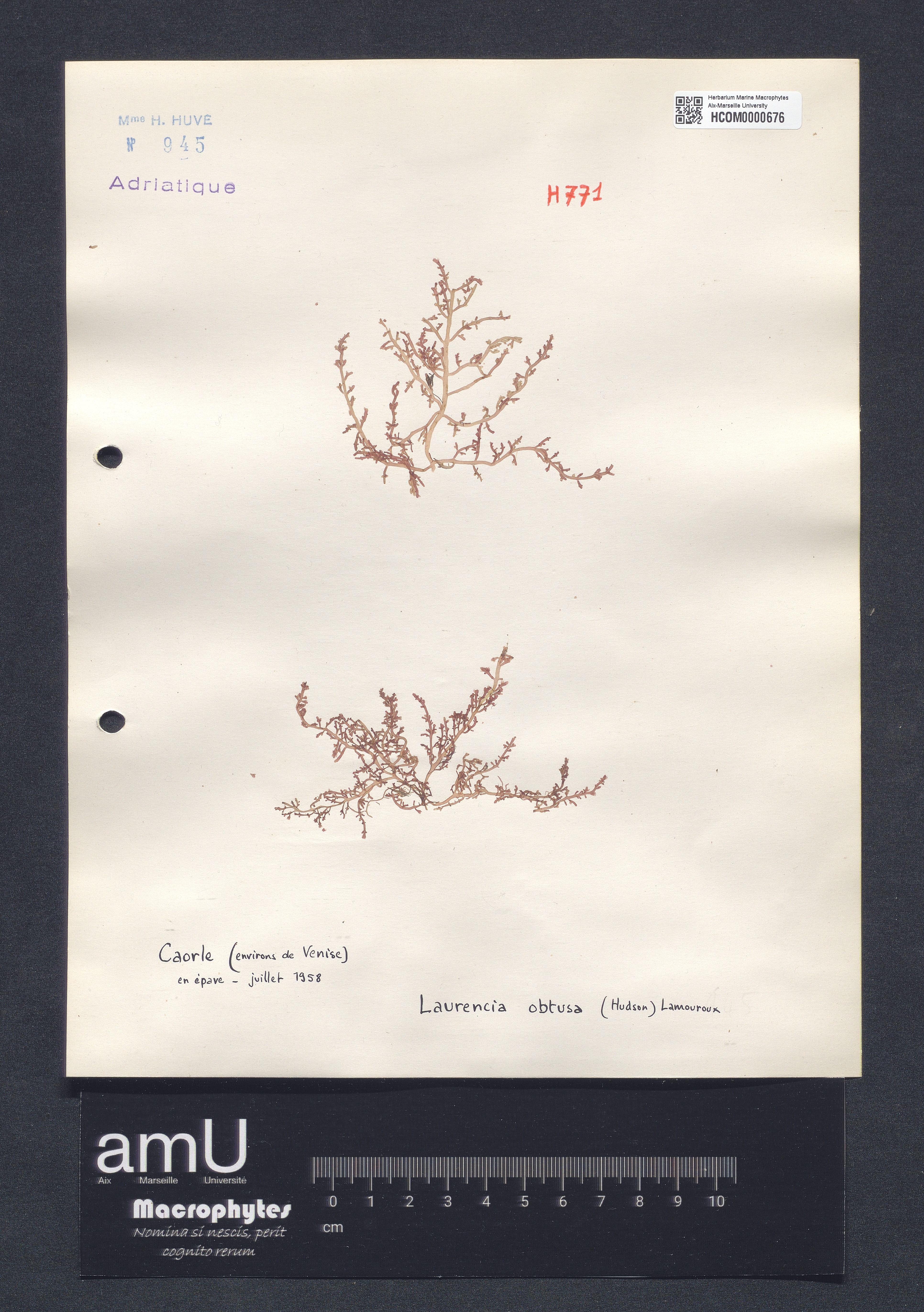 Laurencia obtusa specimen
