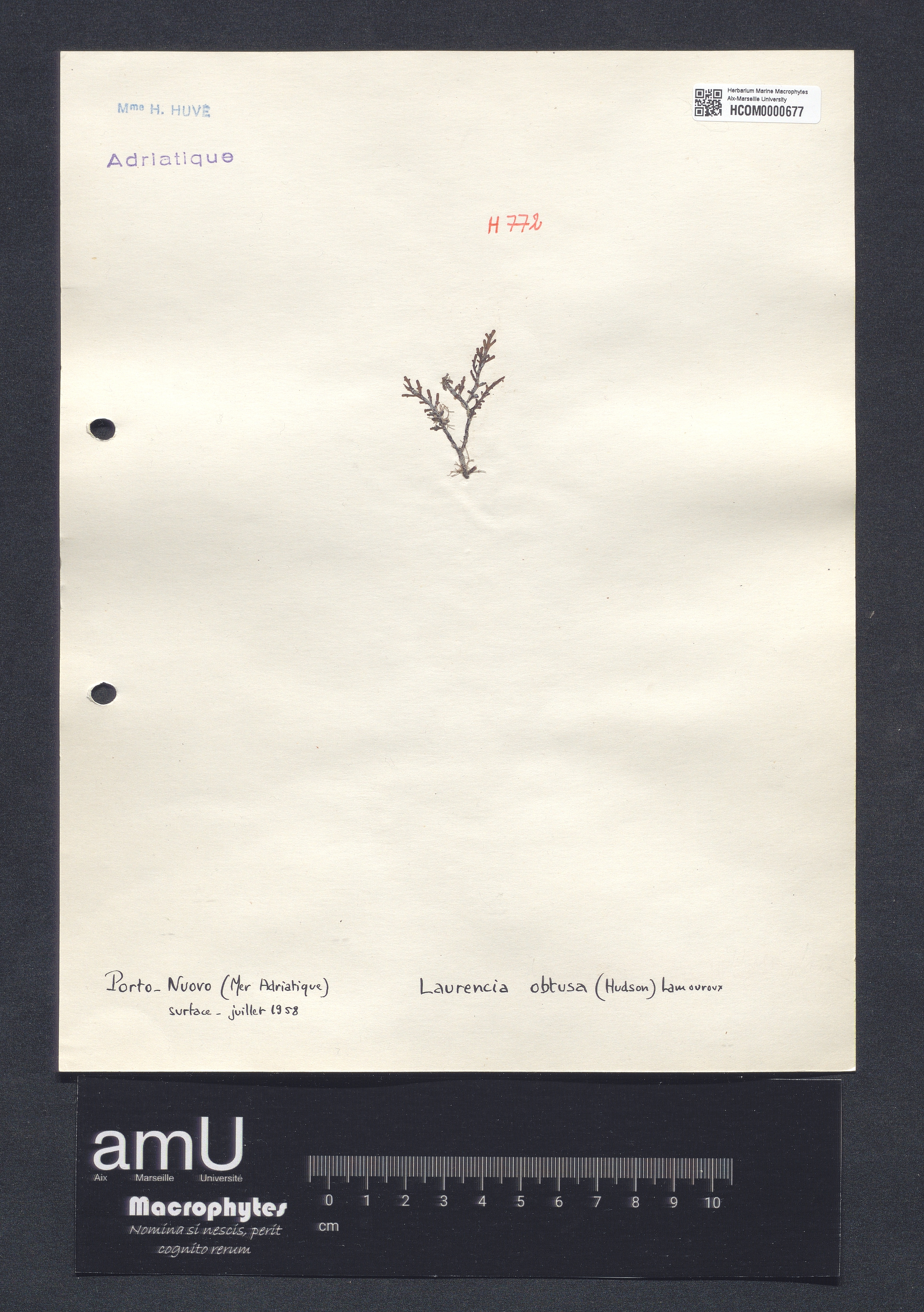 Laurencia obtusa specimen