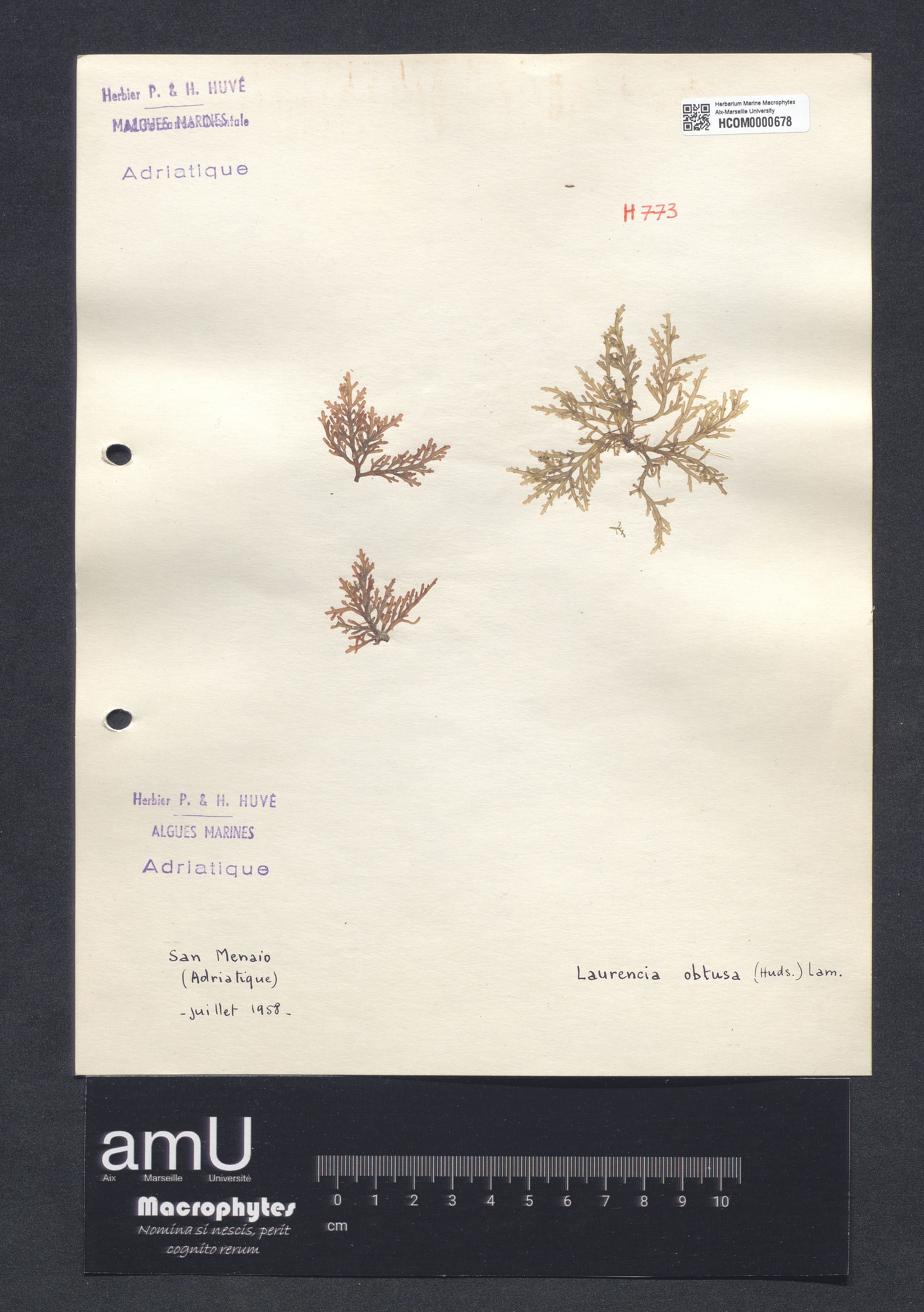 Laurencia obtusa specimen