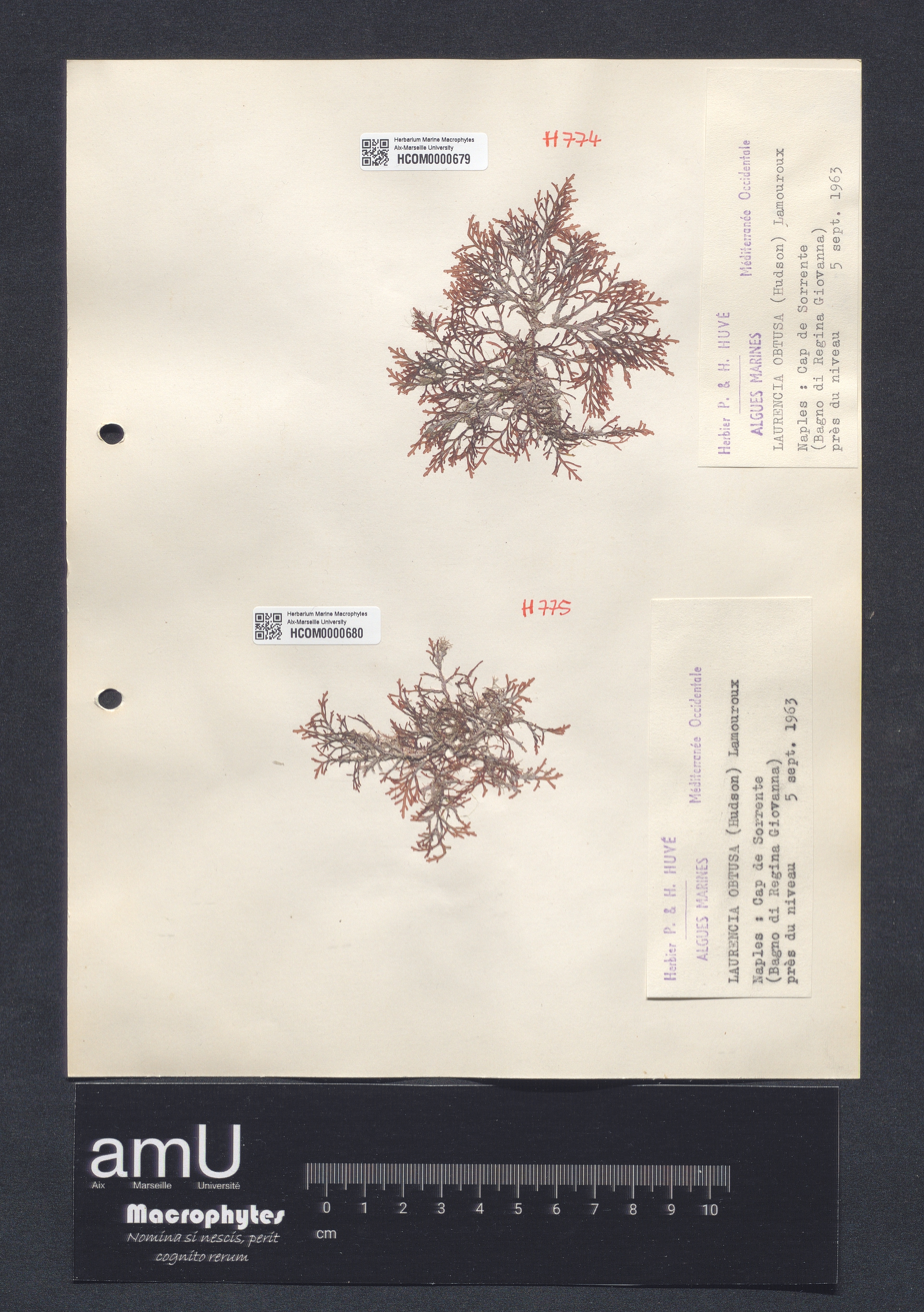 Laurencia obtusa specimen