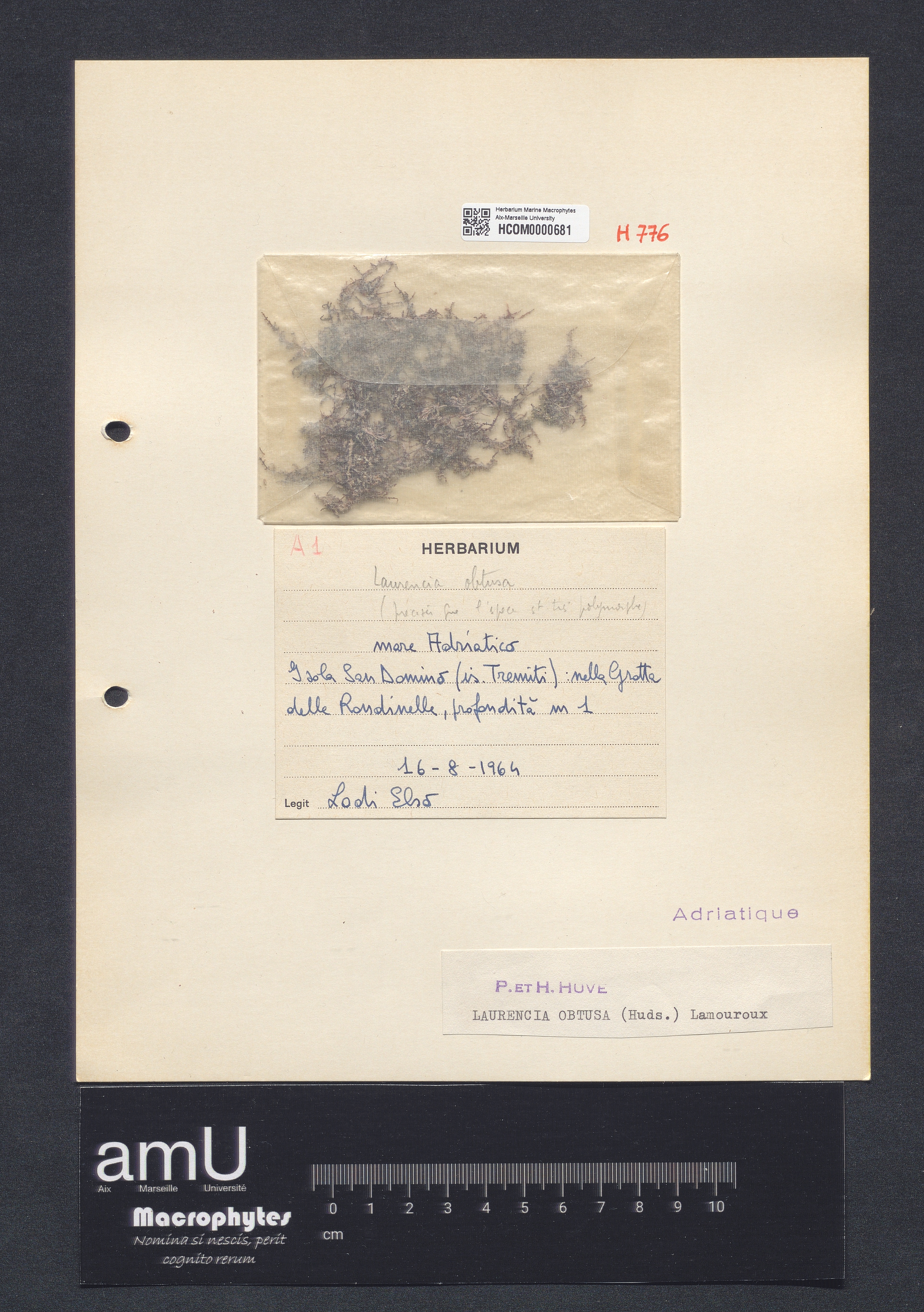 Laurencia obtusa specimen