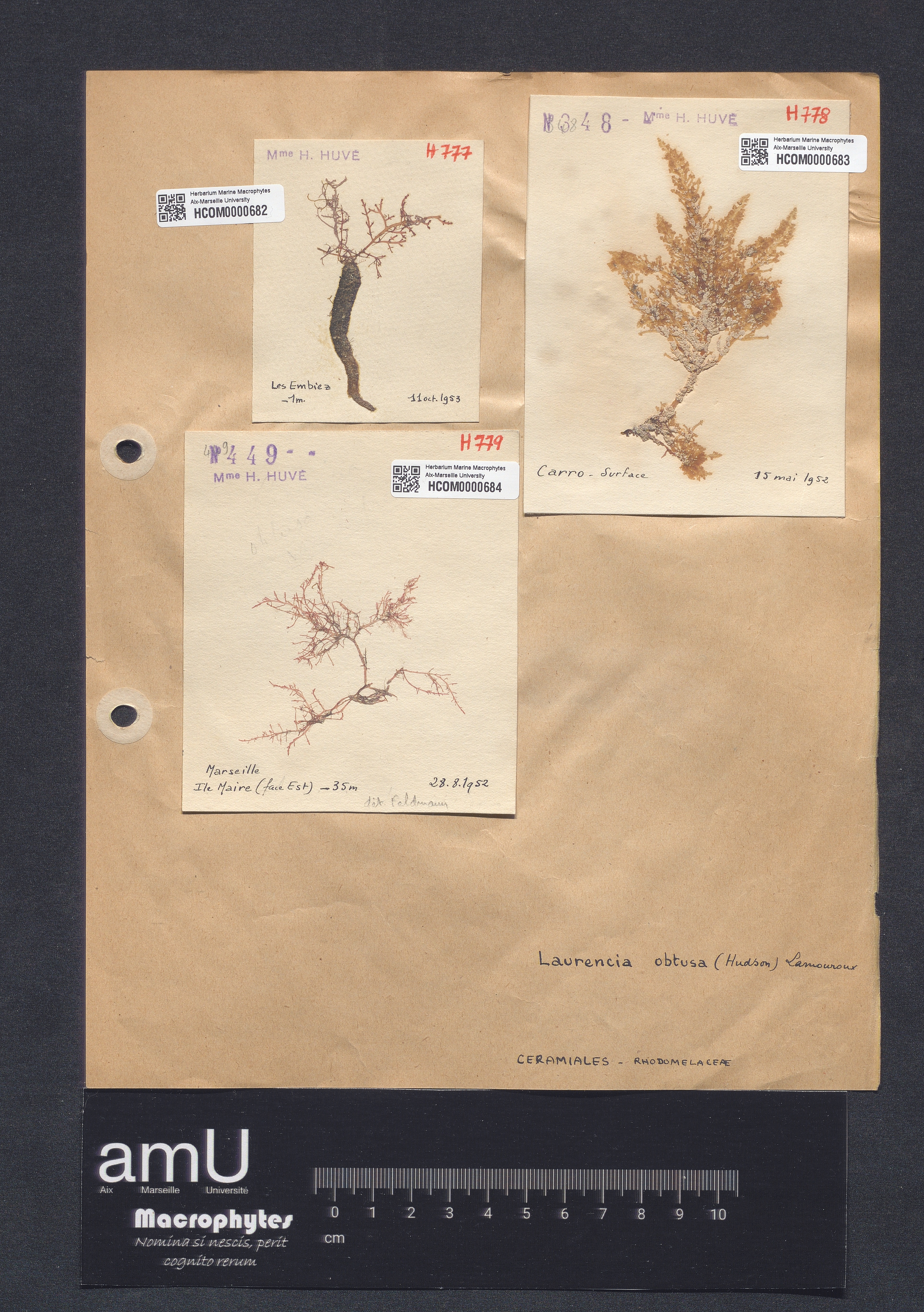 Laurencia obtusa specimen
