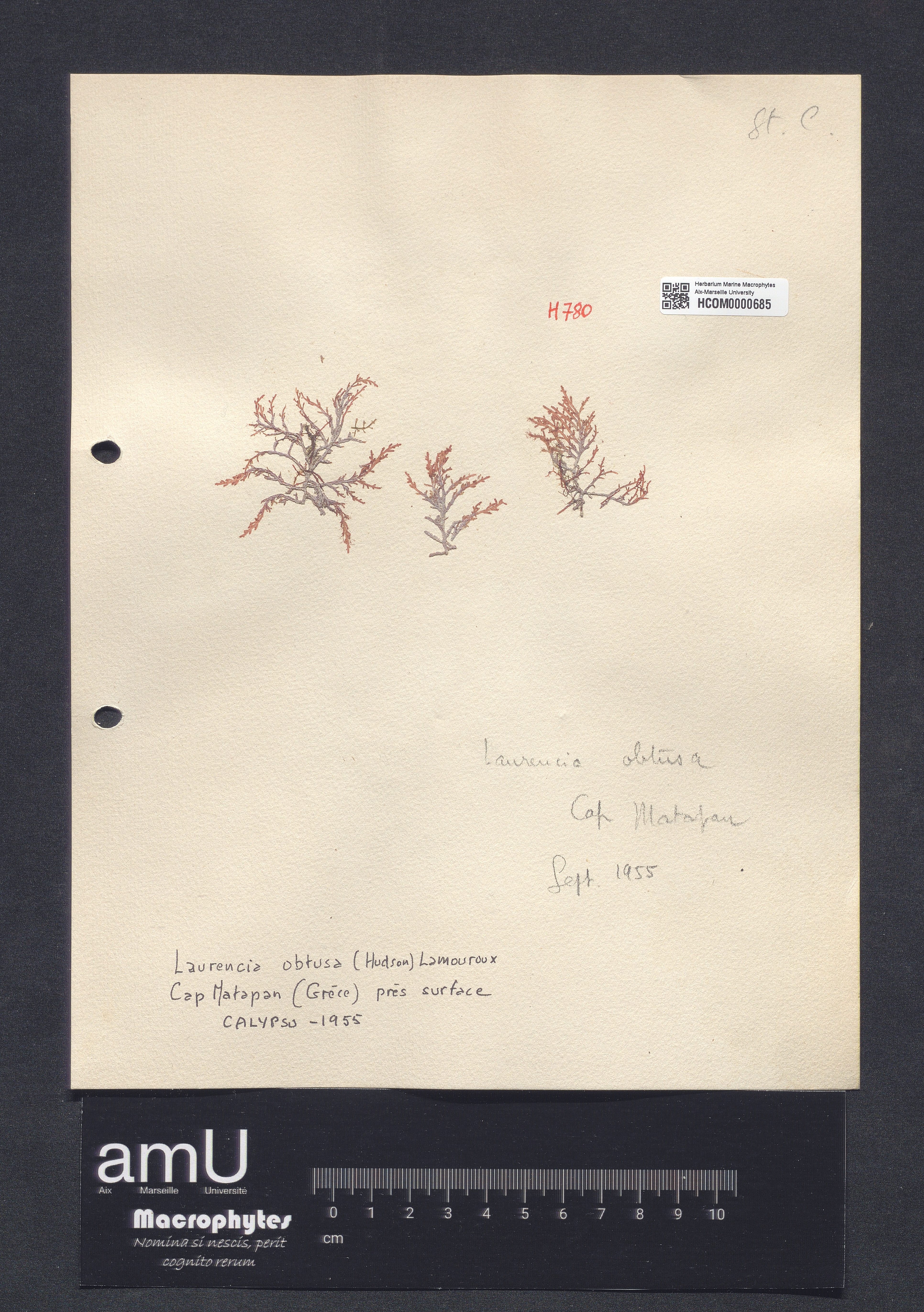 Laurencia obtusa specimen