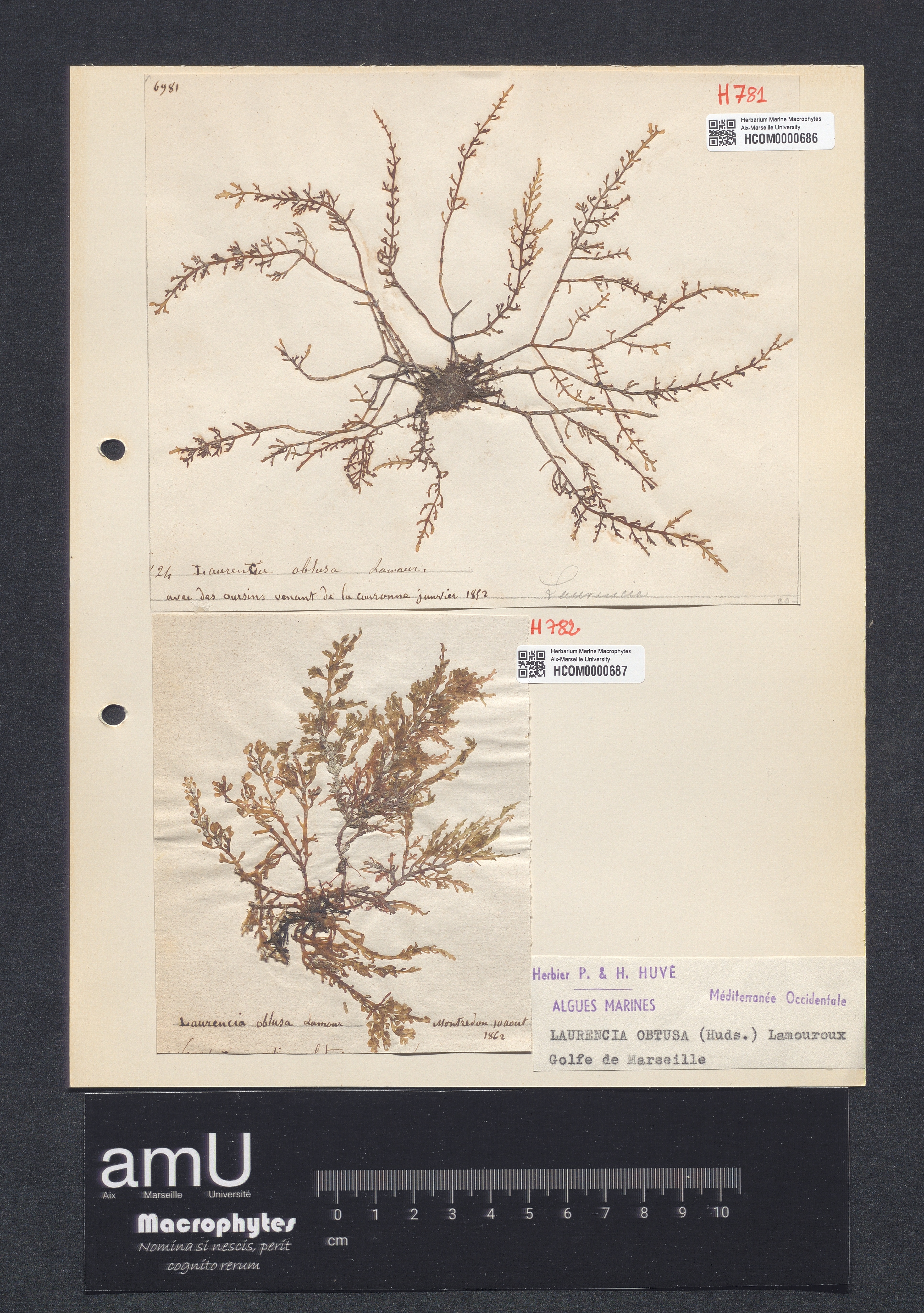Laurencia obtusa specimen