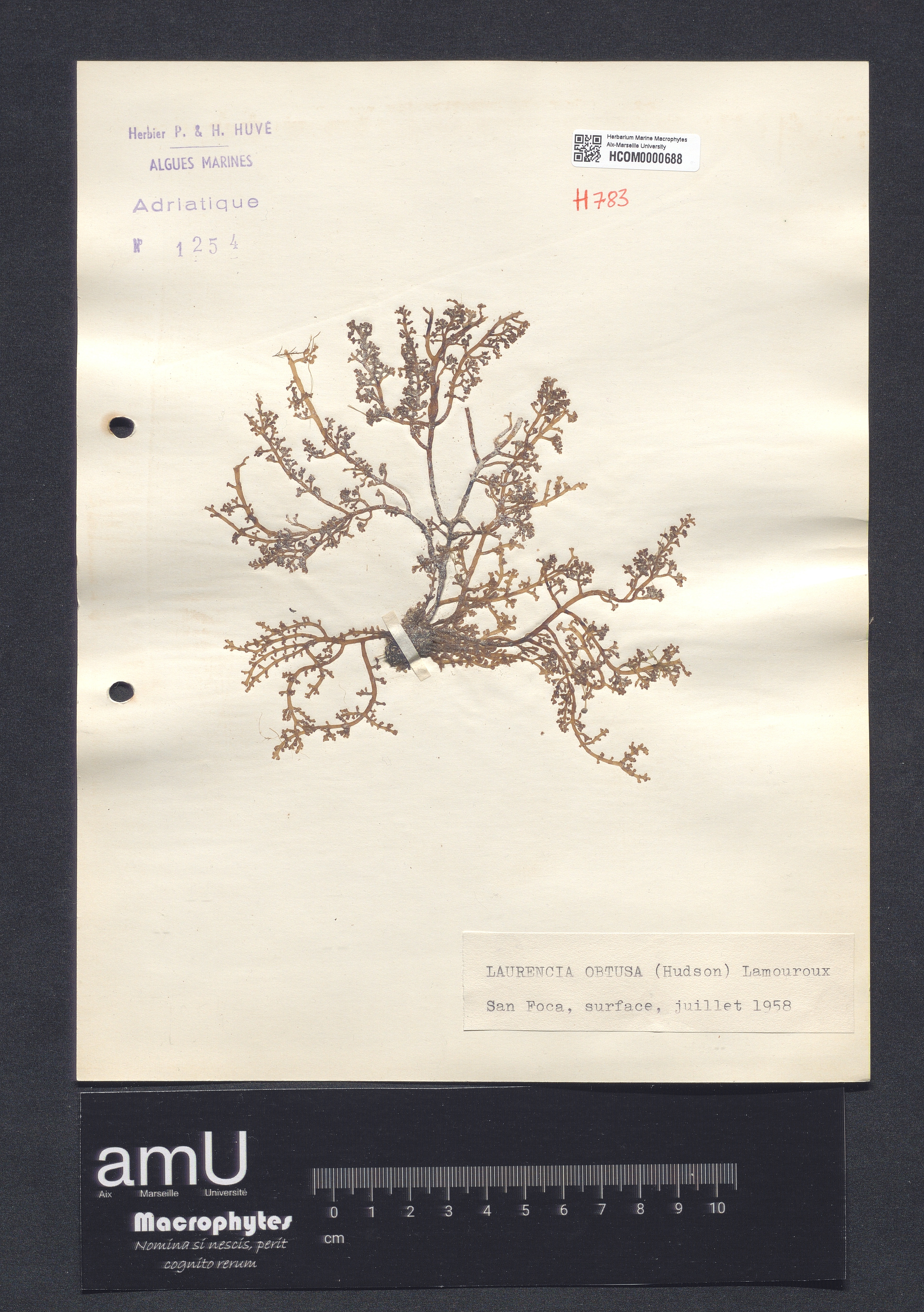Laurencia obtusa specimen