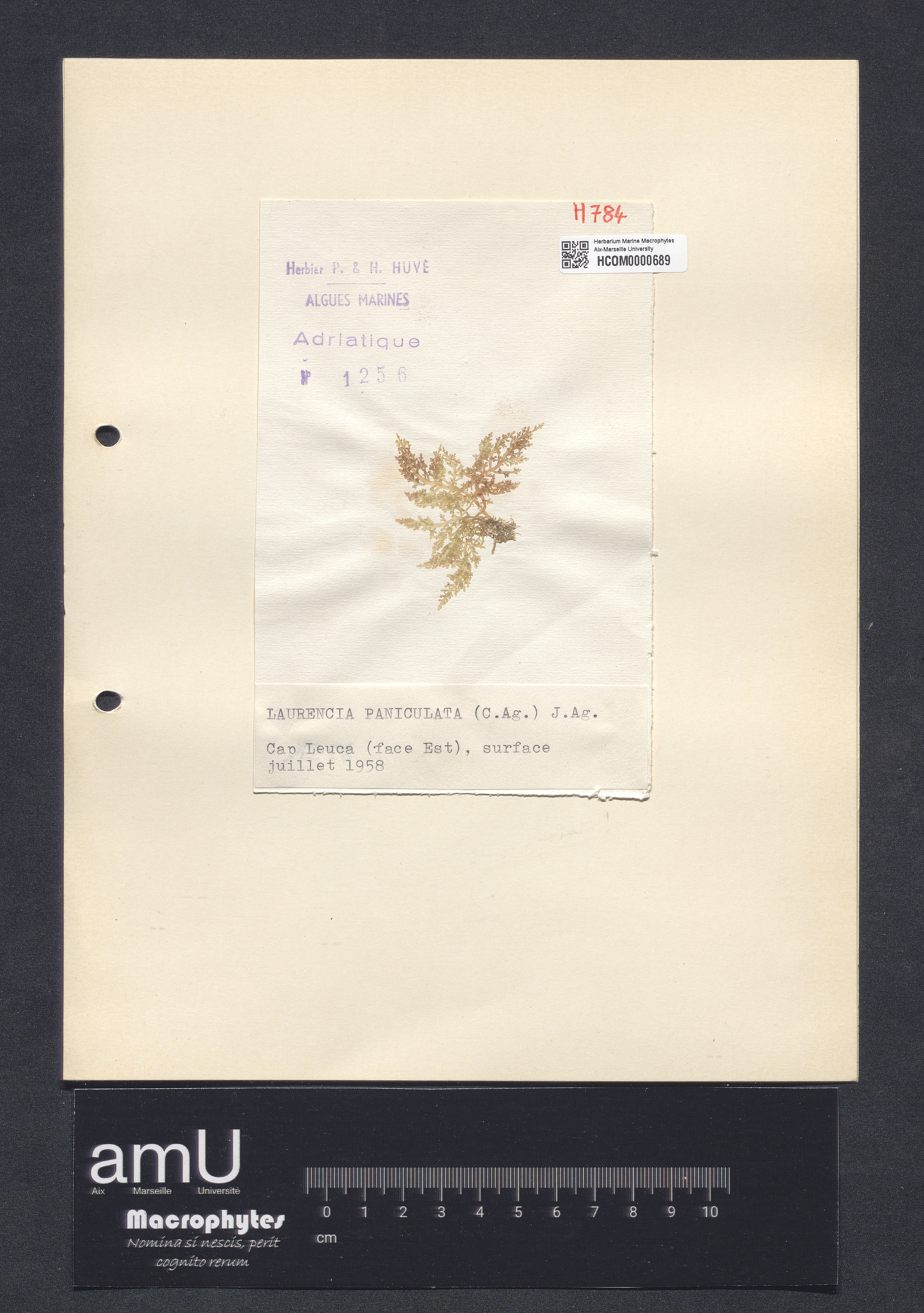 Laurencia paniculata specimen