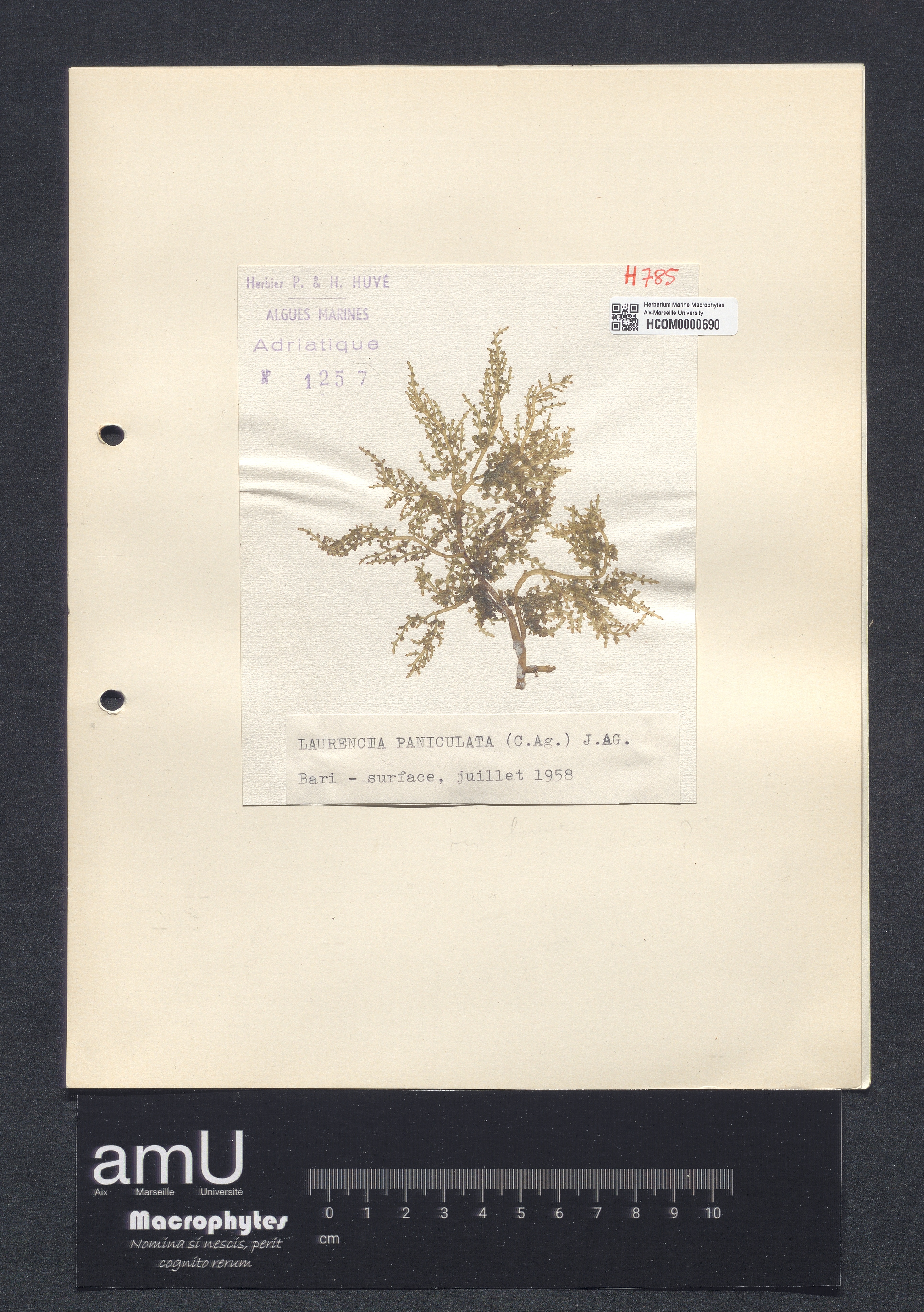 Laurencia paniculata specimen