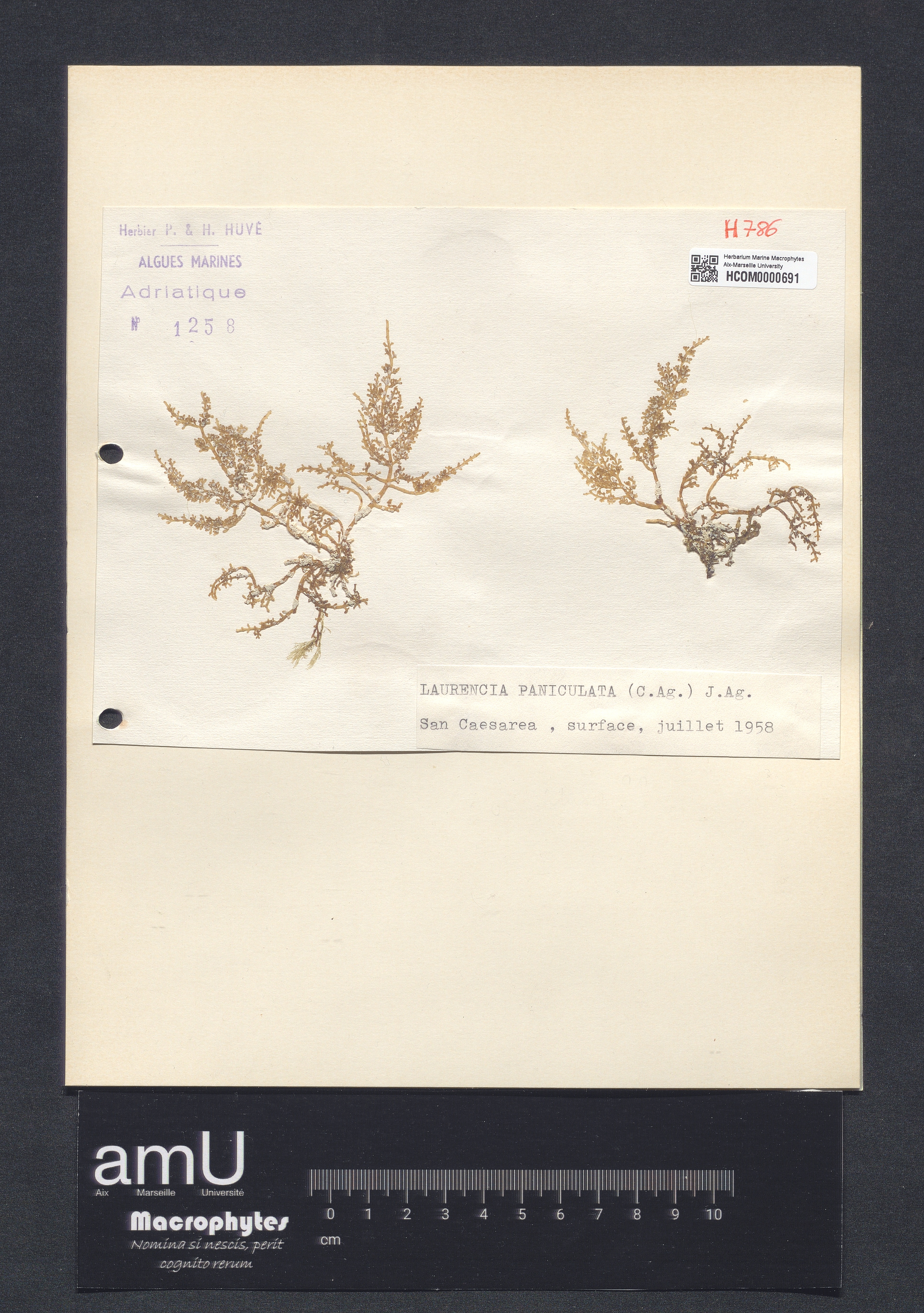 Laurencia paniculata specimen