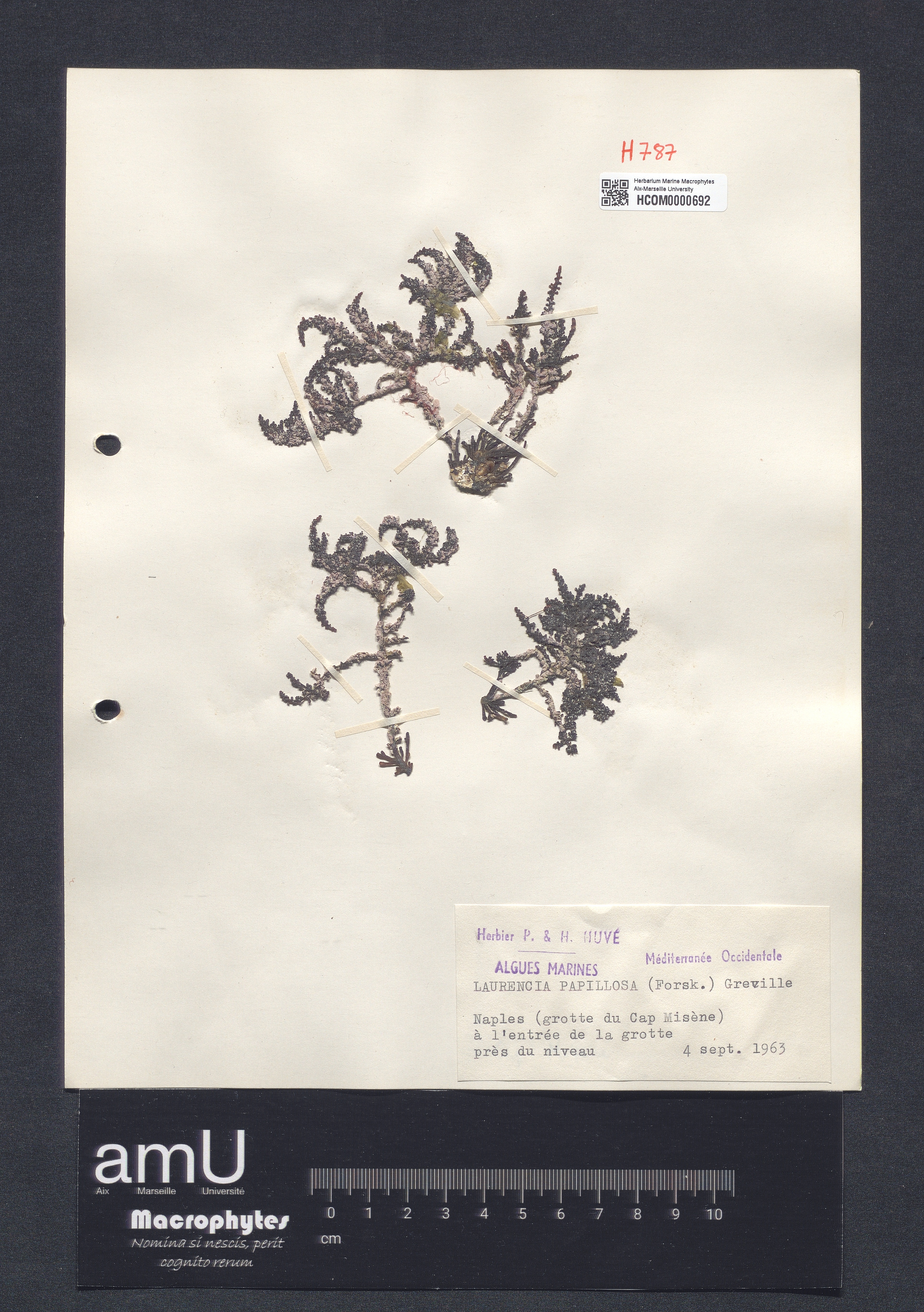 Laurencia papillosa specimen