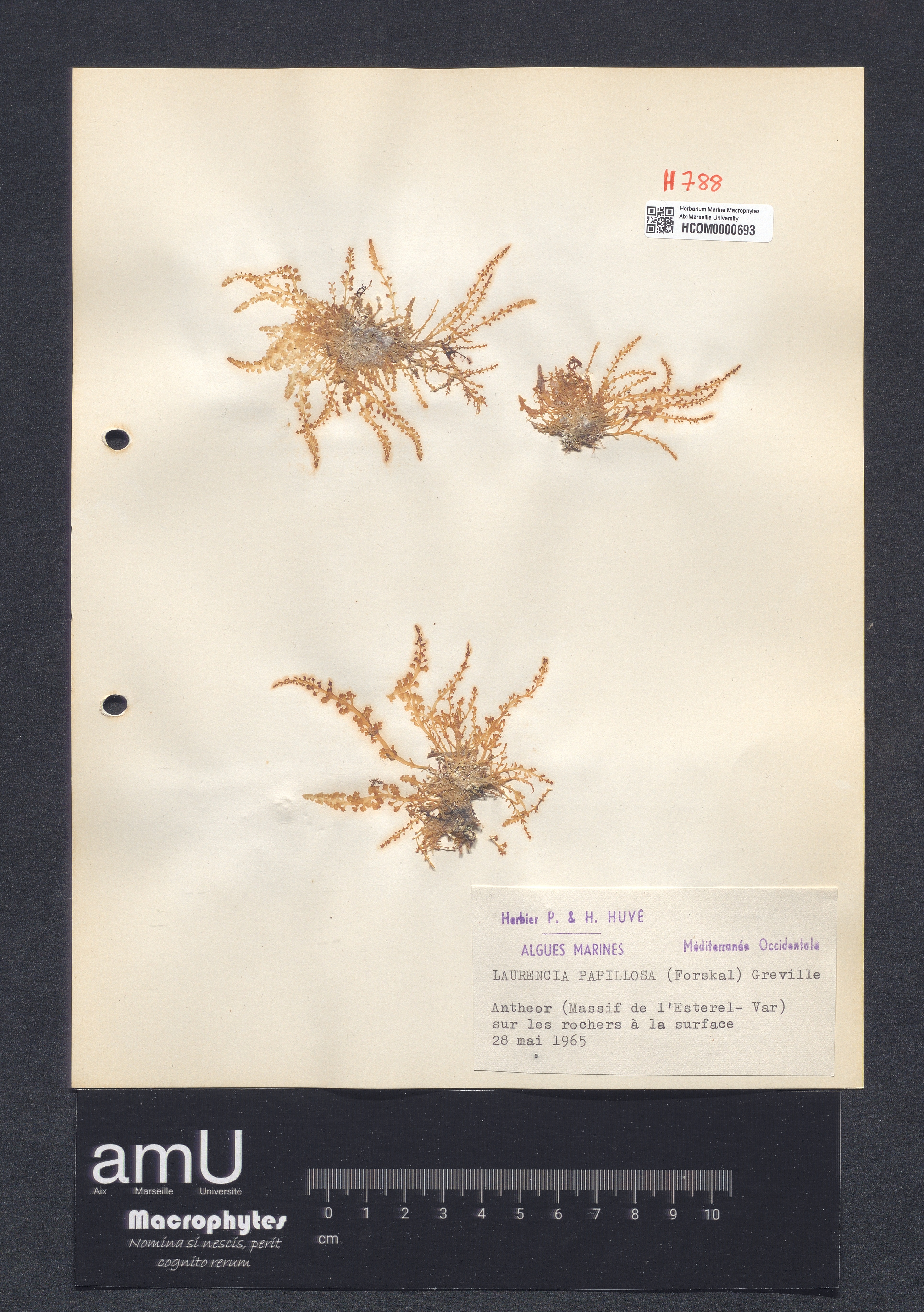 Laurencia papillosa specimen