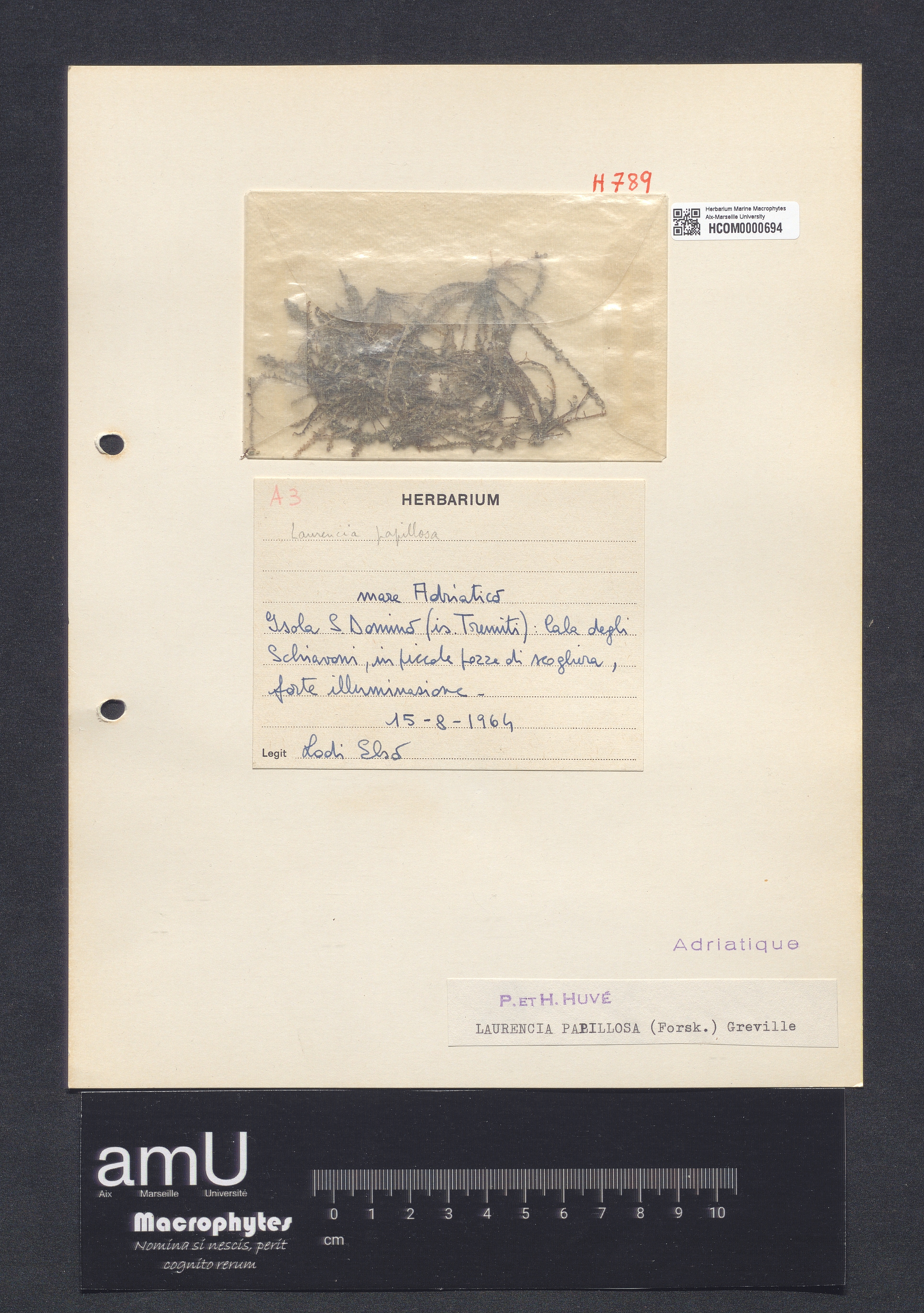 Laurencia papillosa specimen