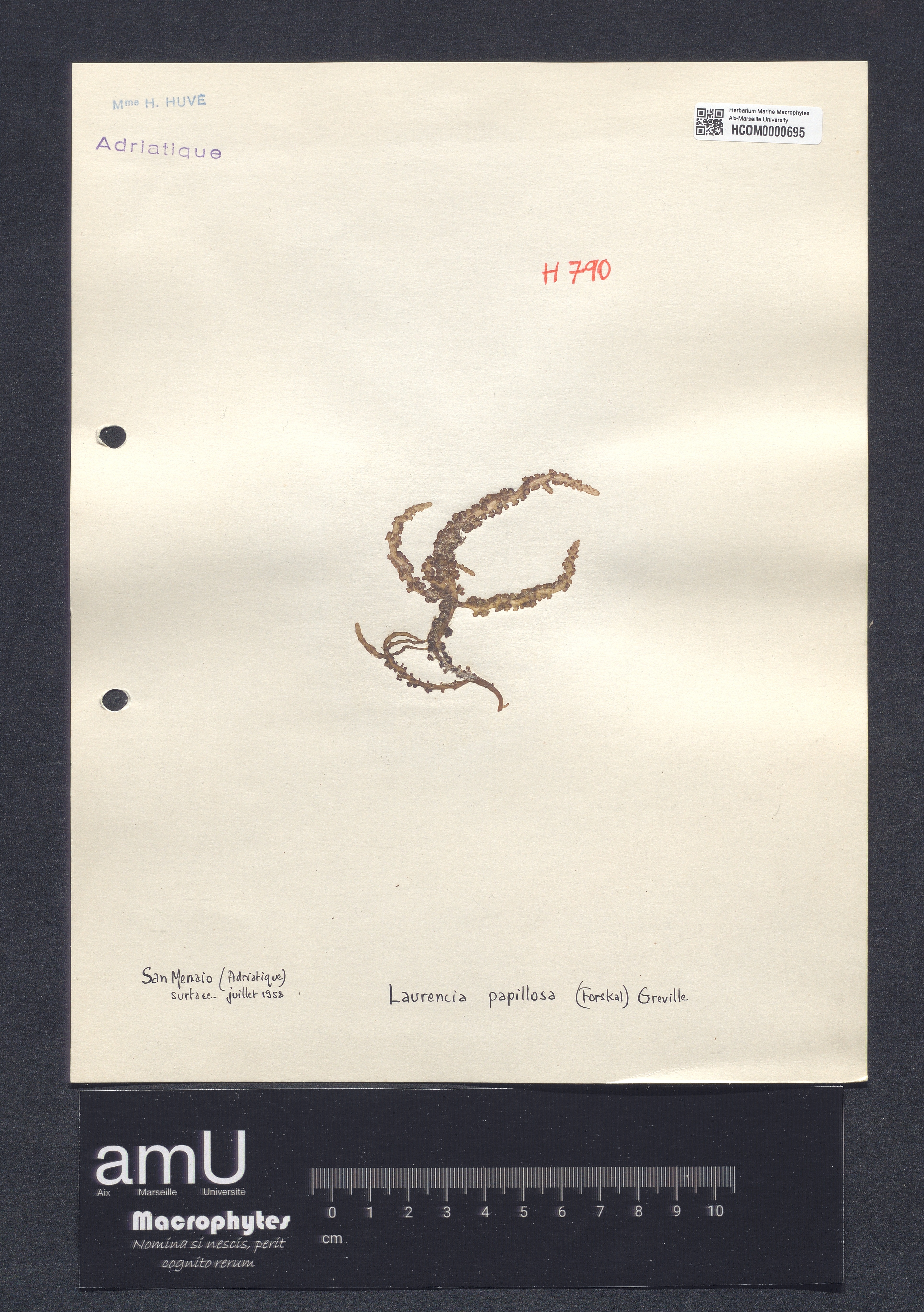 Laurencia papillosa specimen