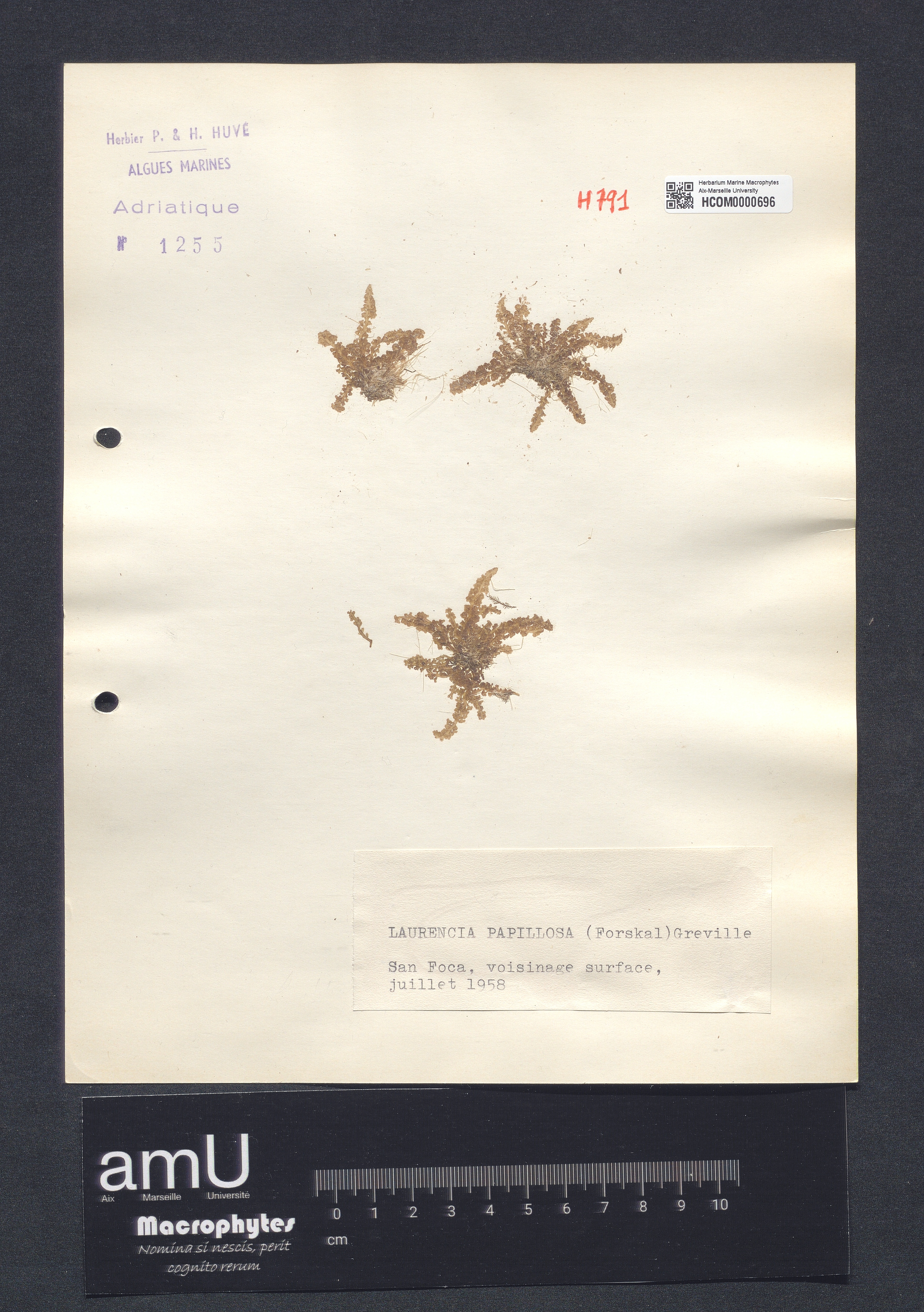 Laurencia papillosa specimen